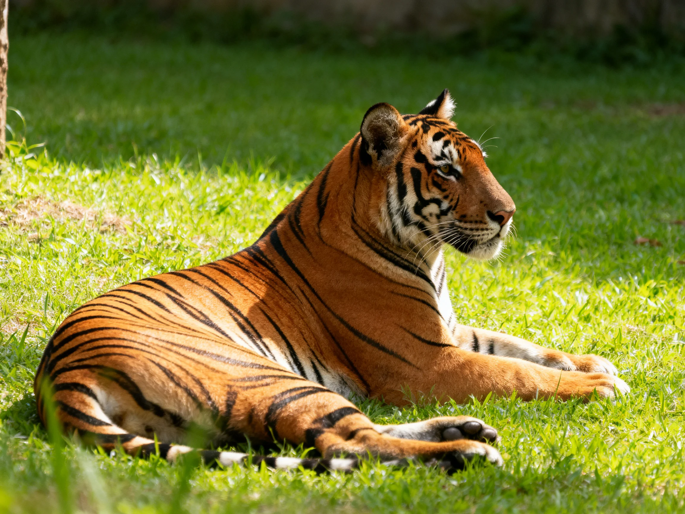A tiger with striking black stripes relaxes on sunlit green grass.