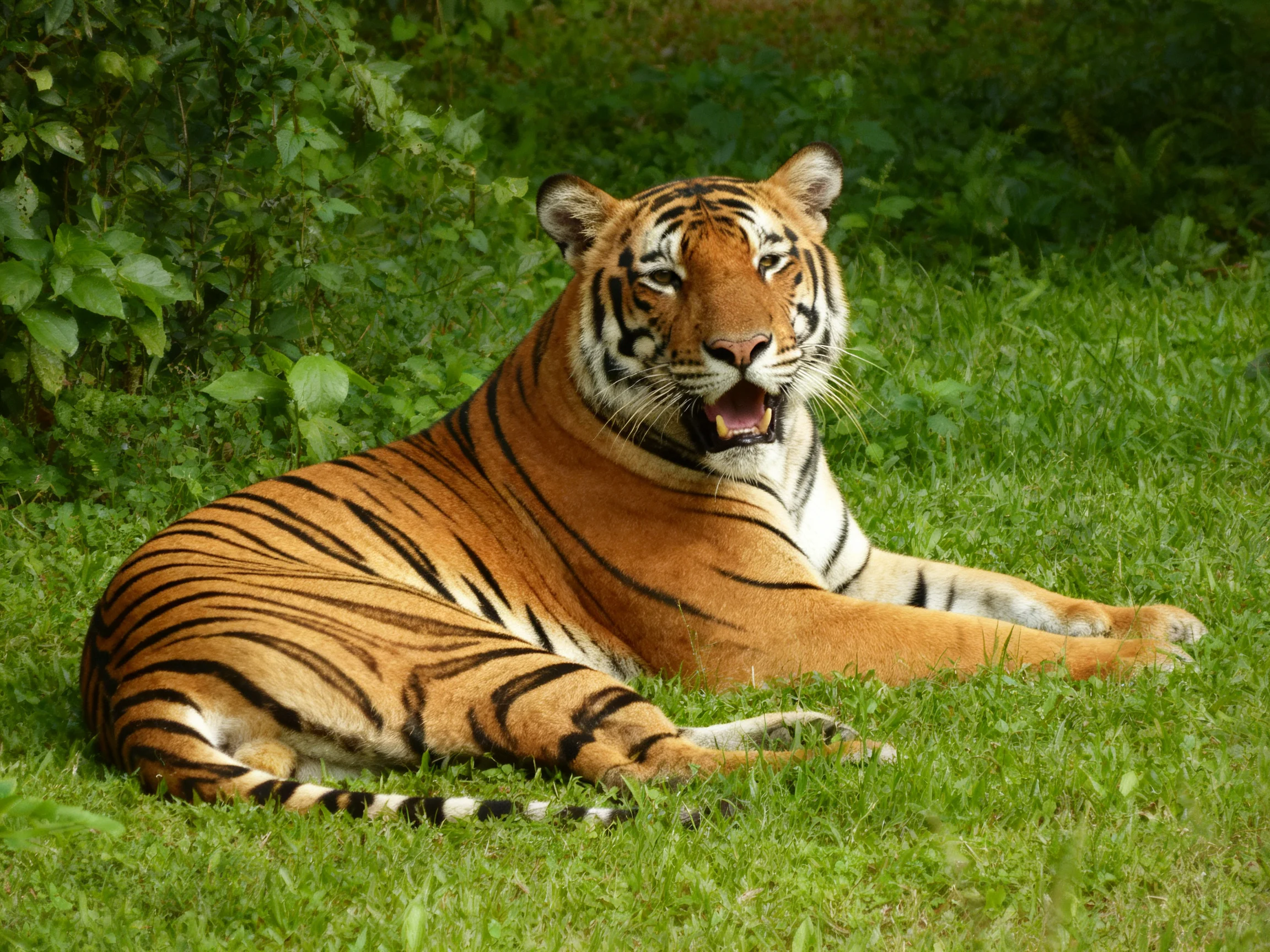 A tiger with bold black stripes relaxes on green grass near leafy plants.