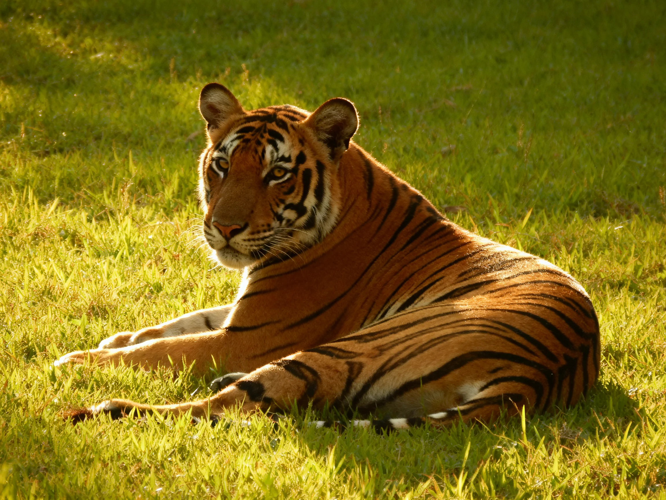 A tiger with striking black stripes relaxes on a sunlit grassy area.