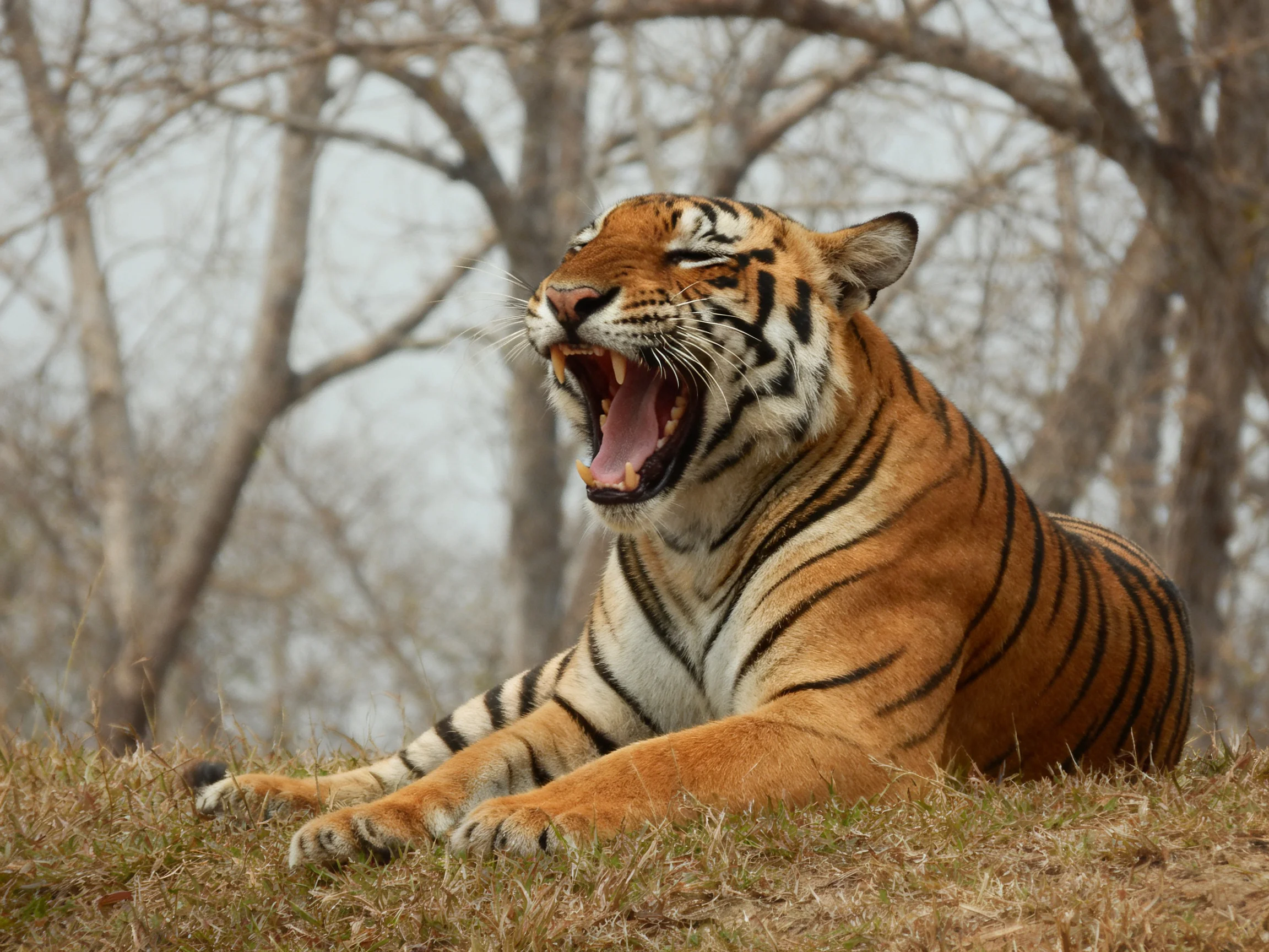 A tiger yawns widely while resting on dry grass in a wooded area.