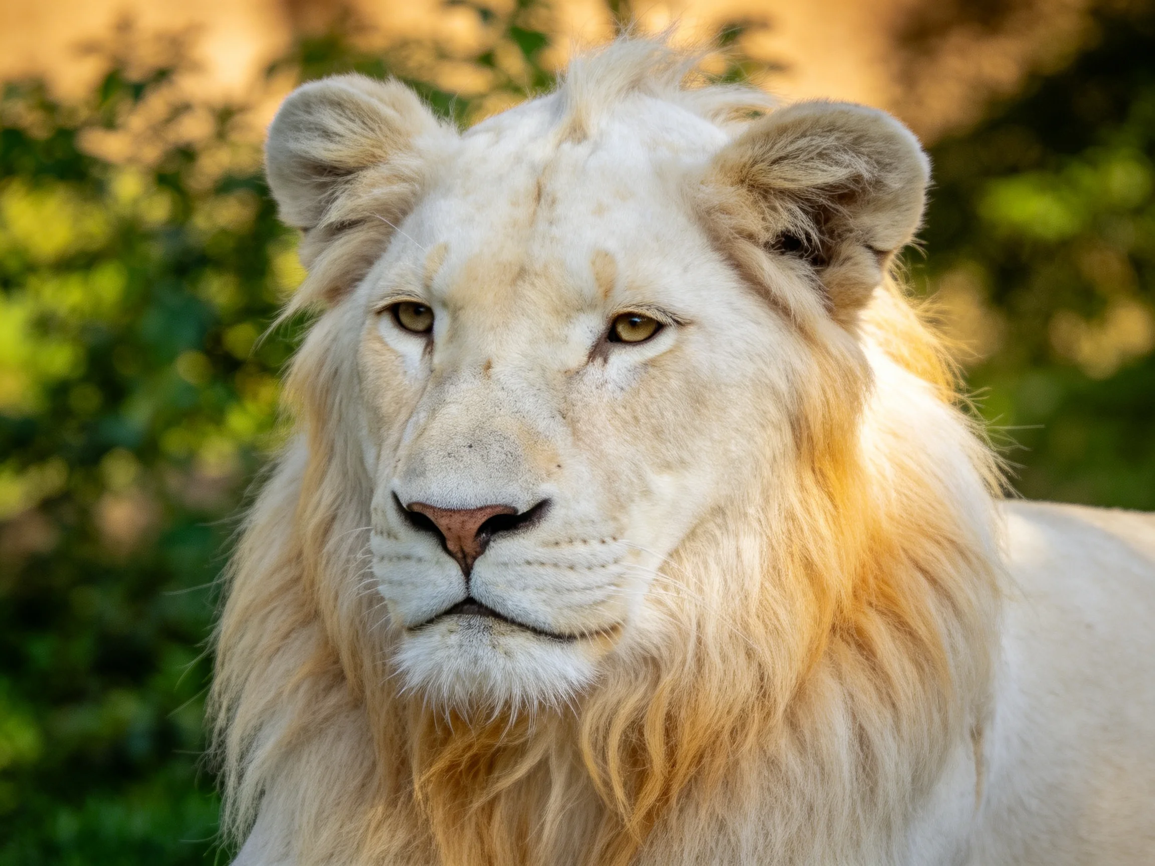 A white lion with golden mane is depicted in a sunlit natural setting.