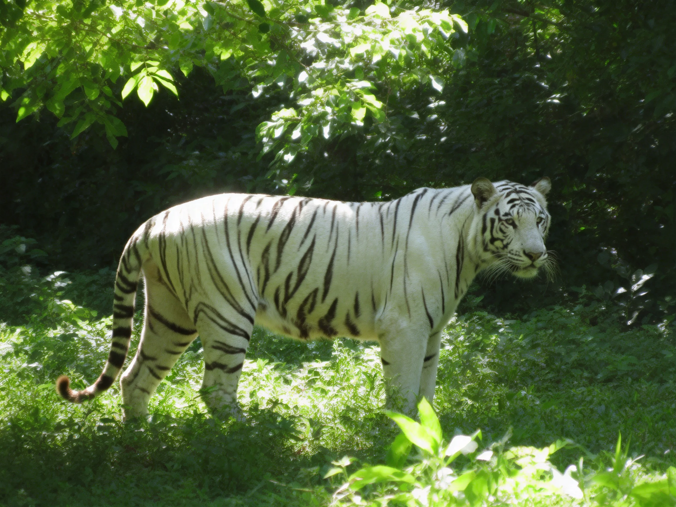 A white tiger with black stripes stands among dense greenery in bright daylight.