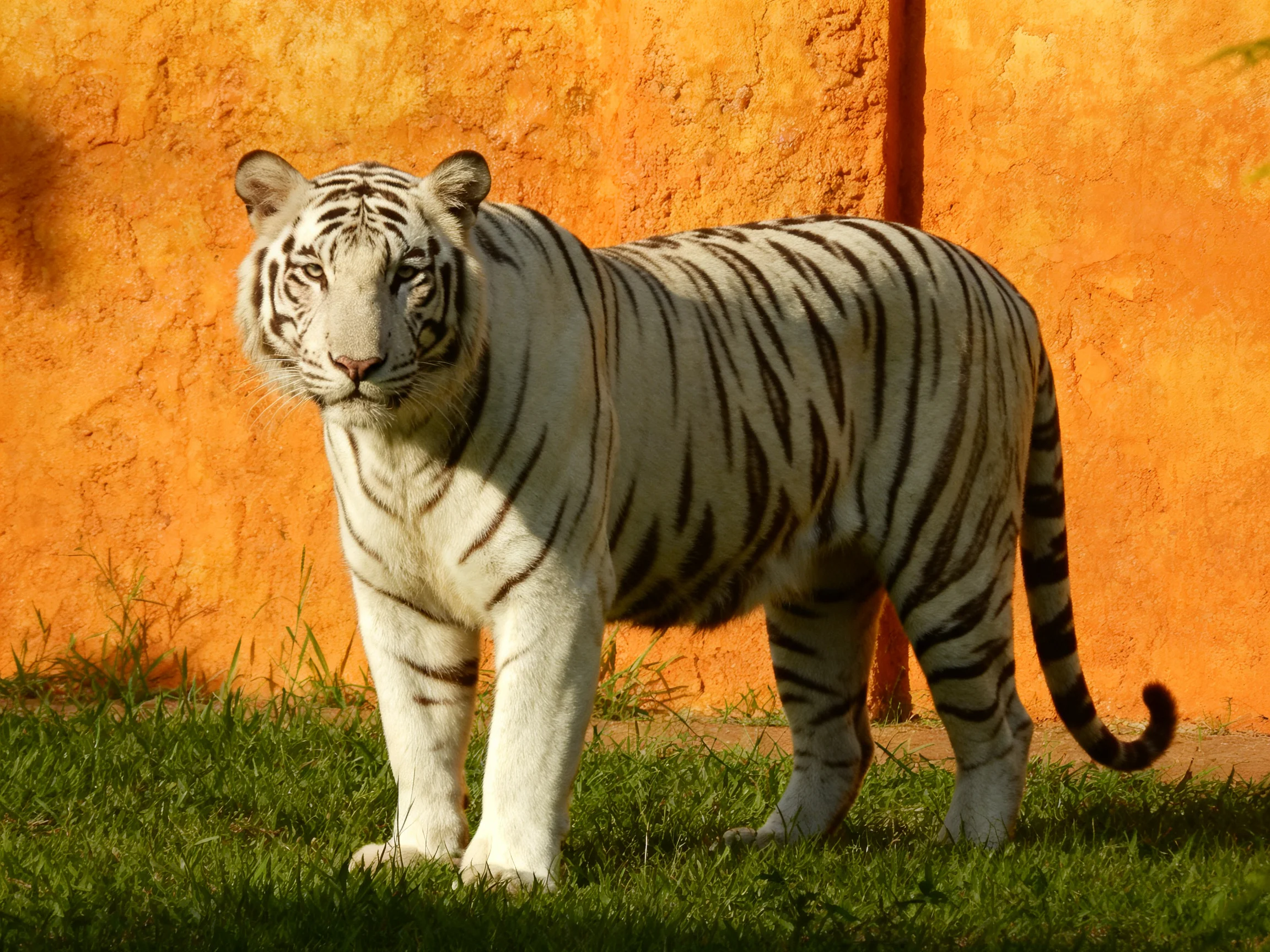 A white tiger with black stripes stands on grass next to an orange wall.