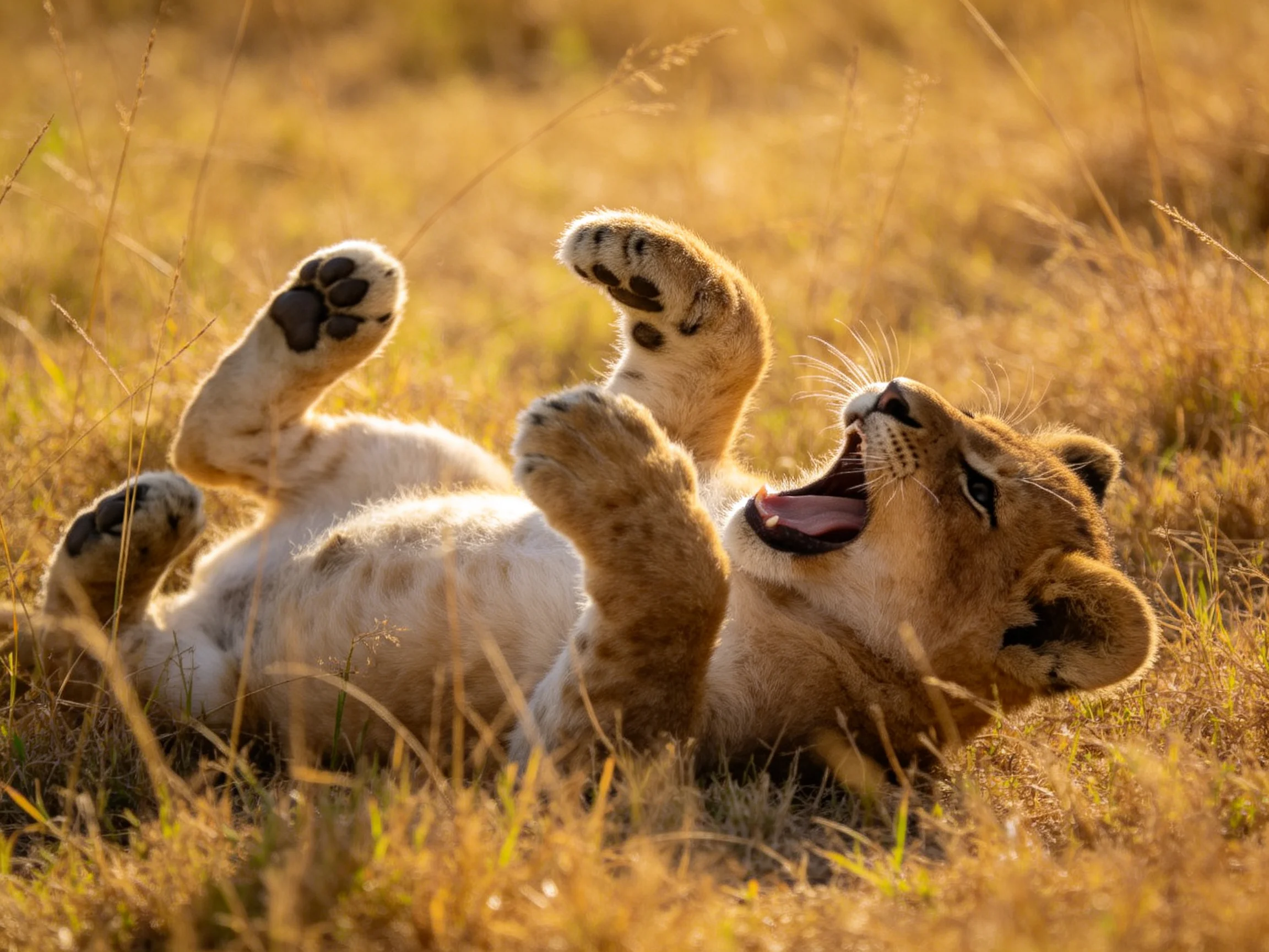 A young lion cub plays joyfully in tall golden grass.