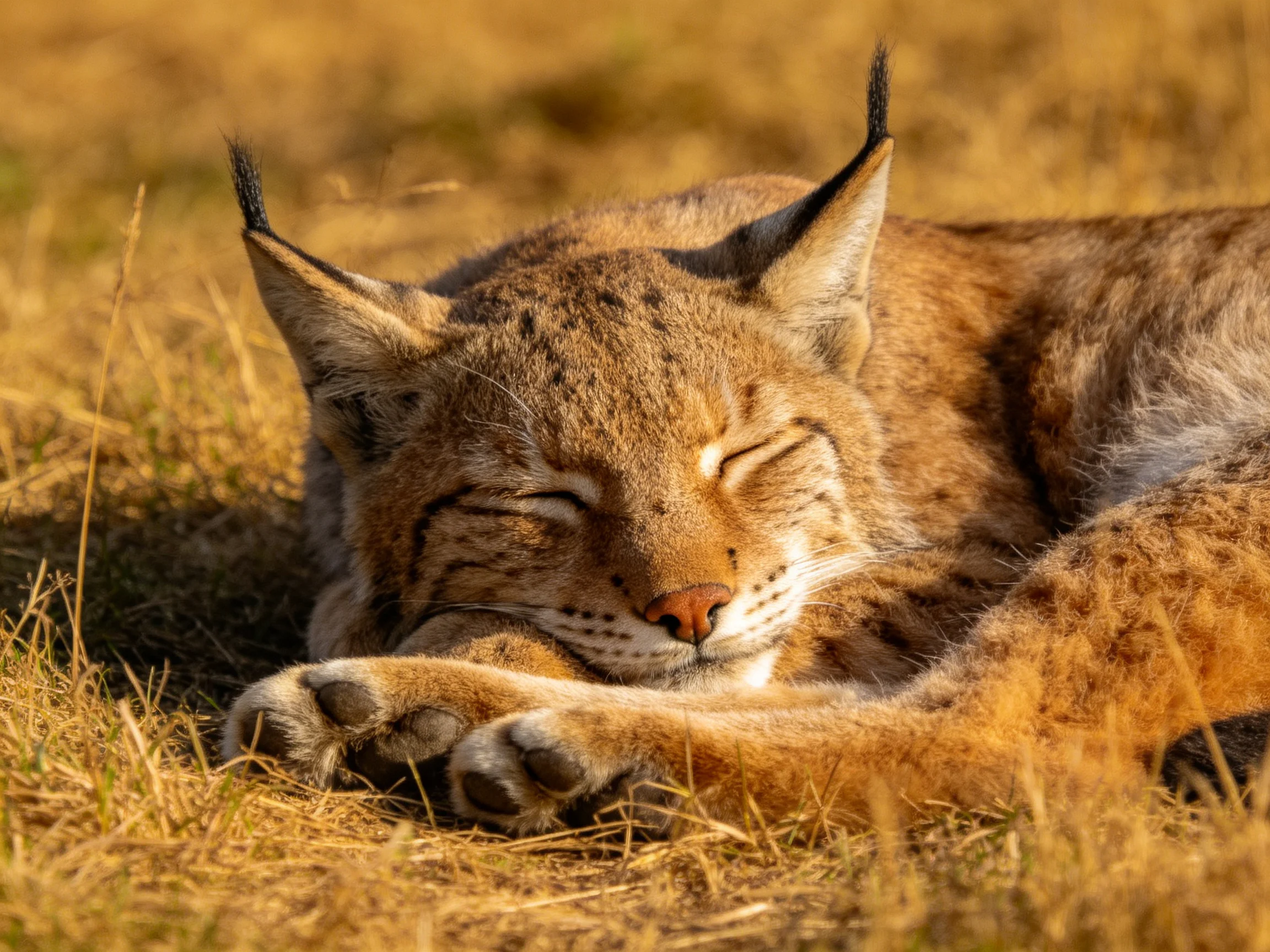 A lynx rests peacefully on dry grass in natural light.