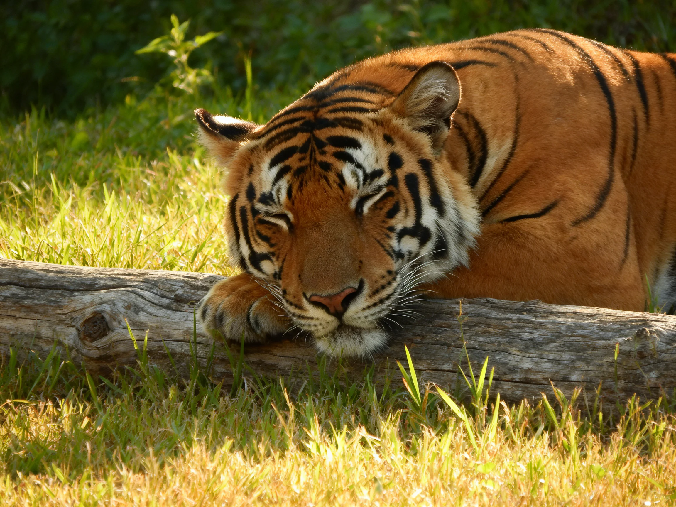 A tiger rests its head on a log amid green grass.