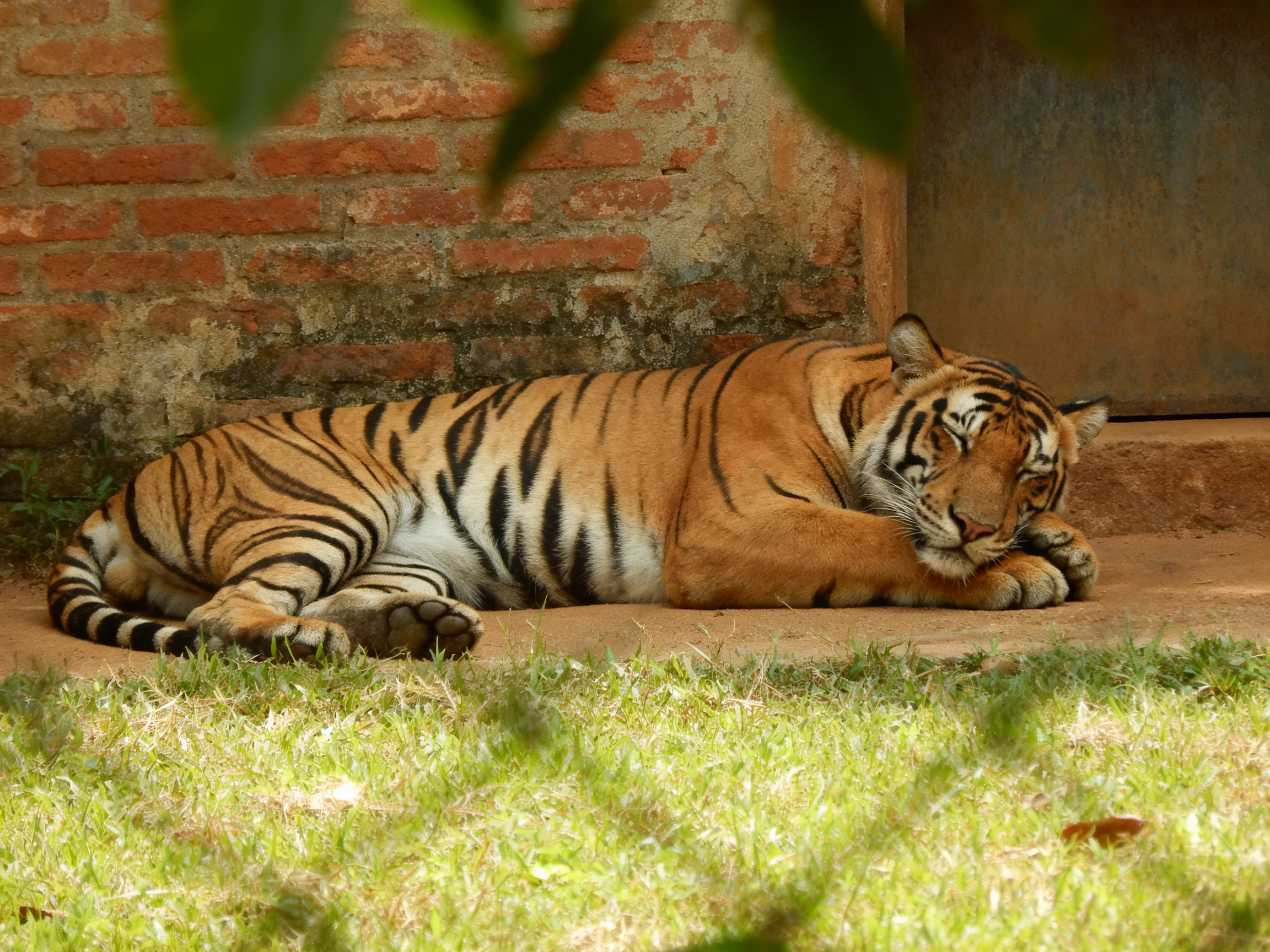 A tiger rests against an aged brick wall in a grassy area.
