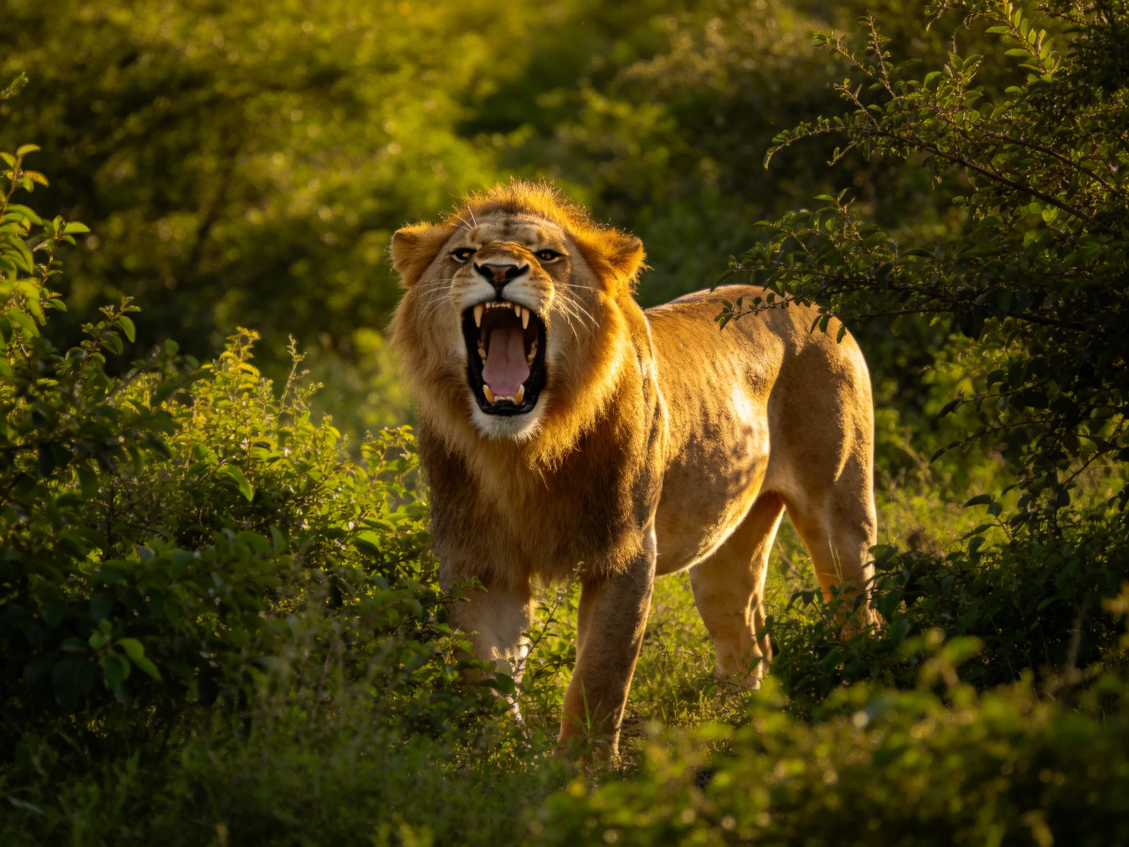 A roaring lion stands amid dense green foliage in golden light