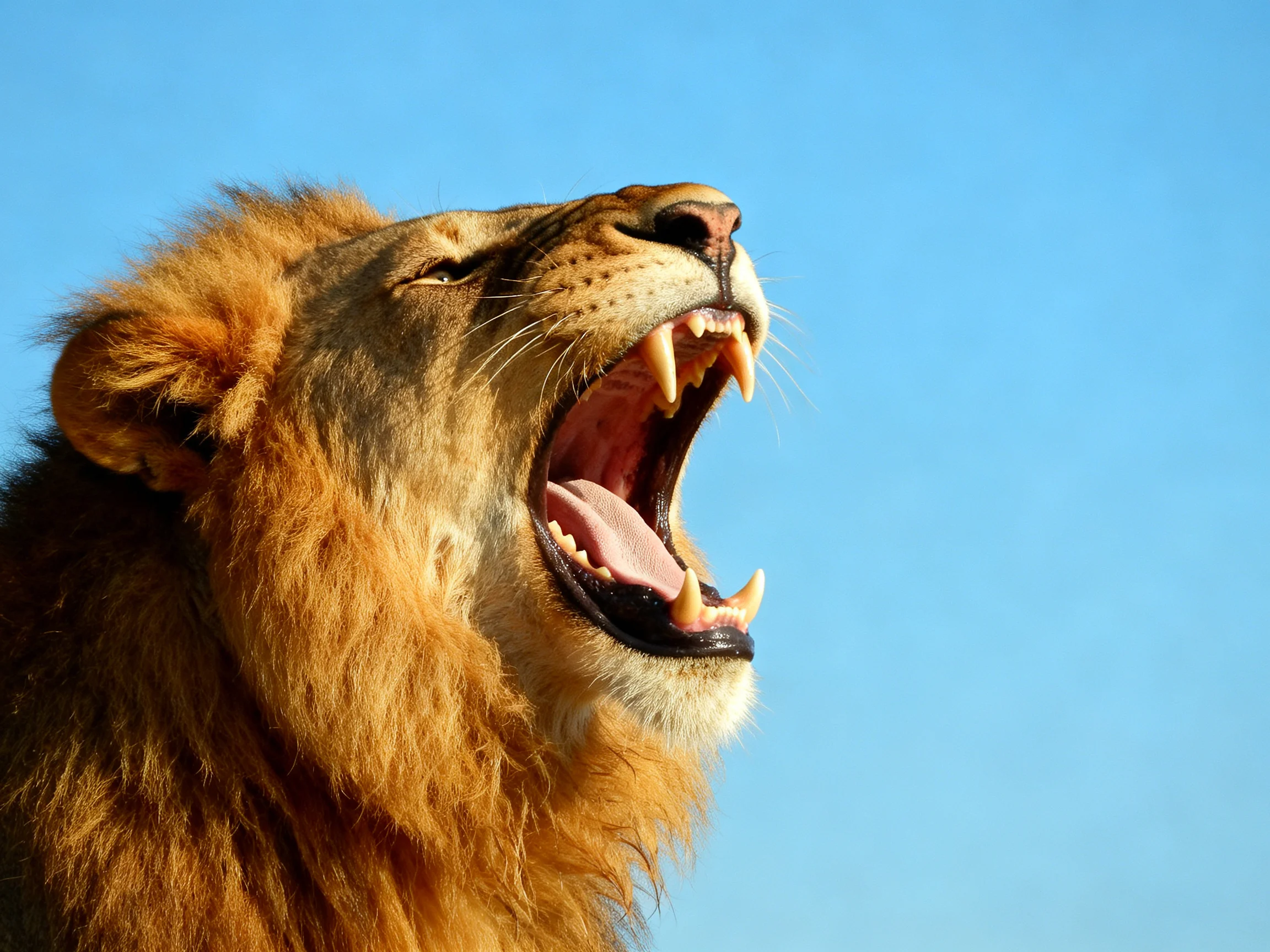 A roaring lion with golden mane under bright blue sky