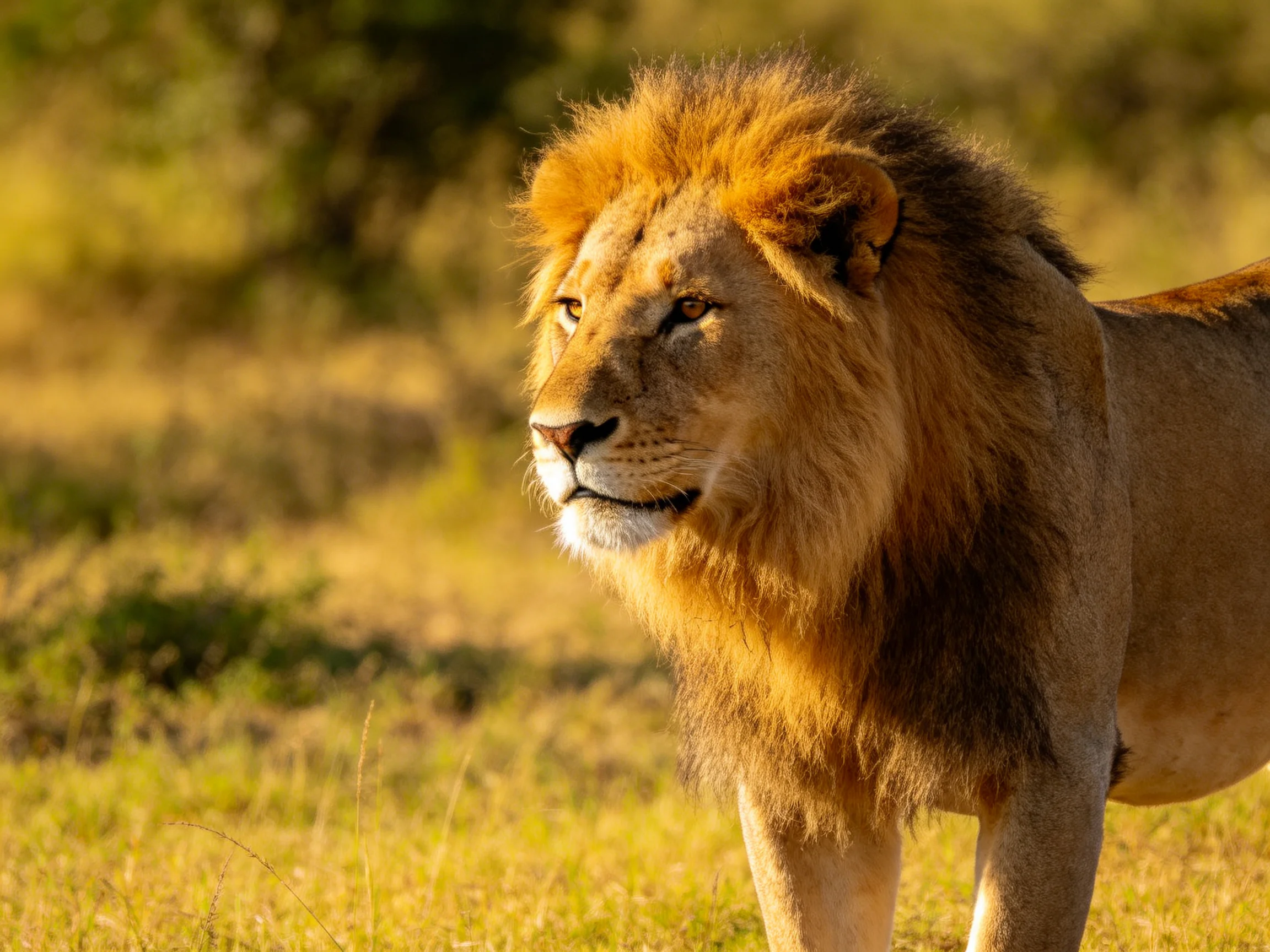 A lion stands alert in a sunlit savannah landscape.