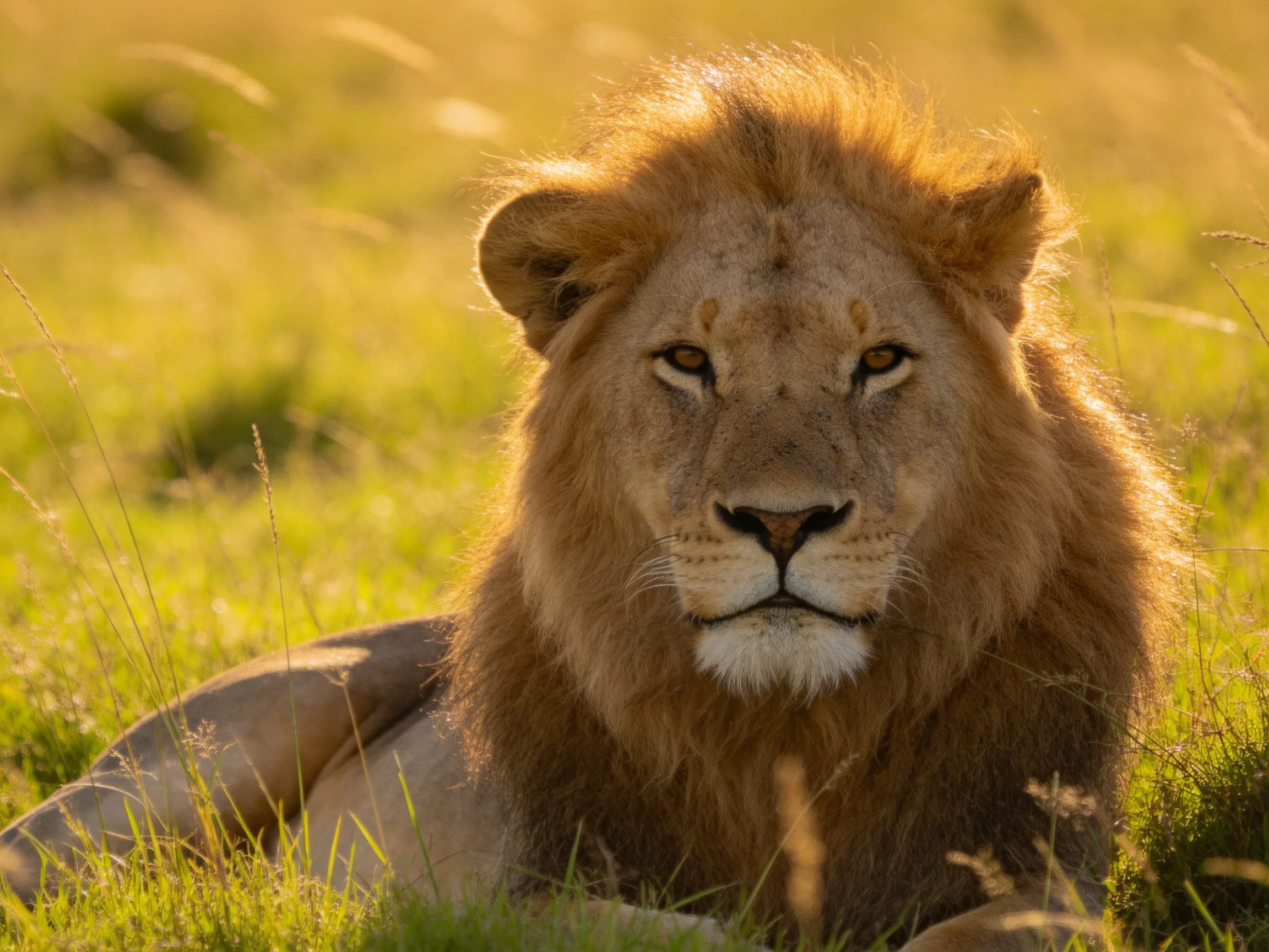 A robust male lion sits calmly in savannah grass.
