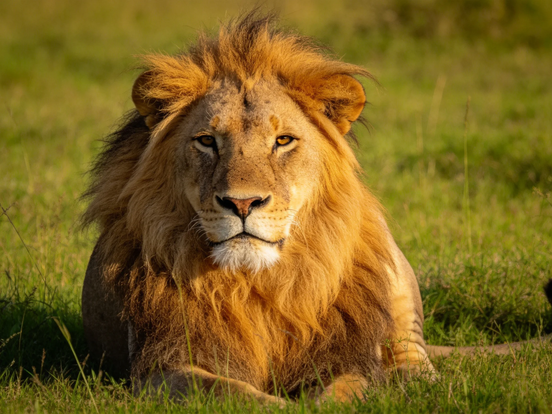 A robust male lion sits calmly amidst sunlit savannah grass.