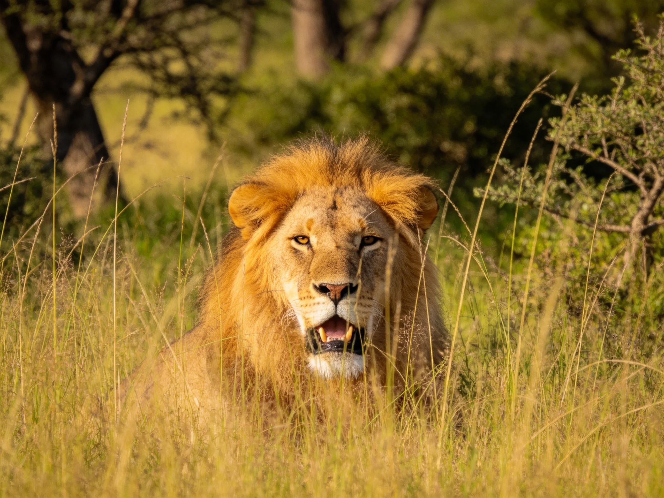 A robust male lion rests in golden savannah grasses.