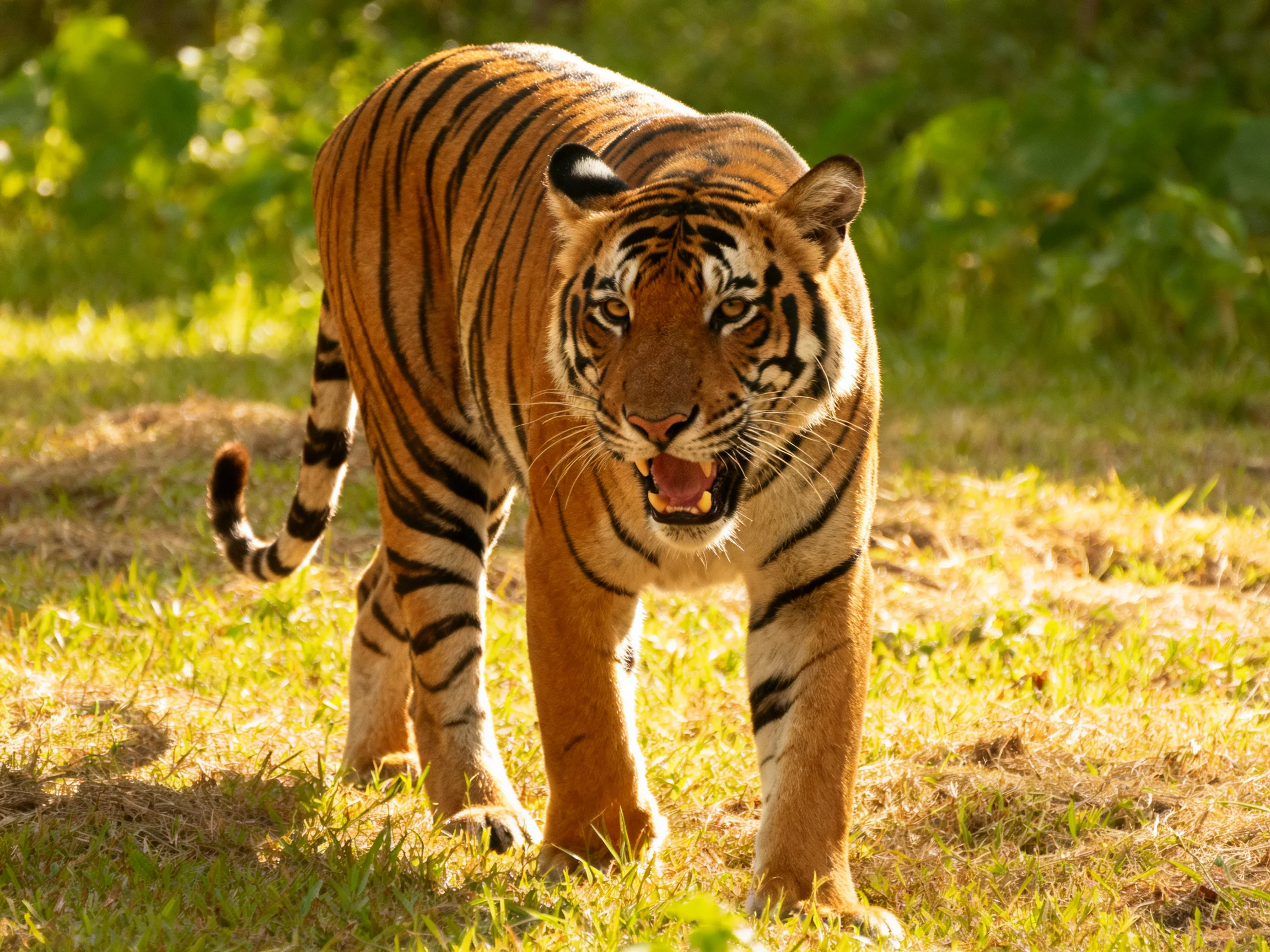 An orange tiger with bold black stripes roams a sunlit grassy area.