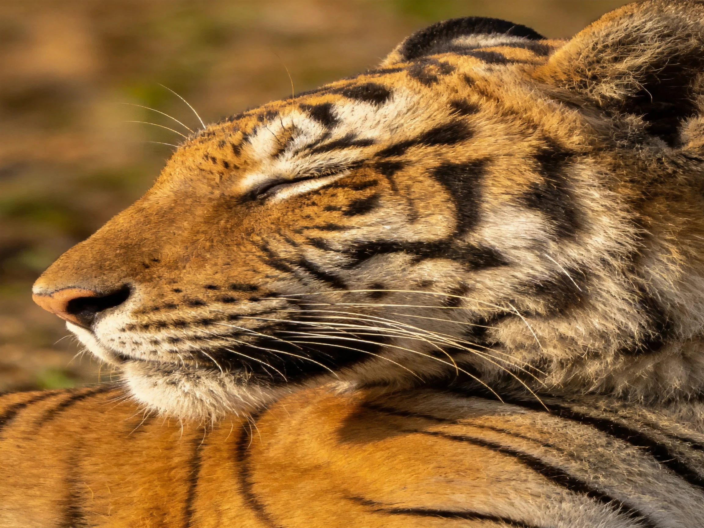 A tiger rests peacefully, showcasing its striking fur patterns.