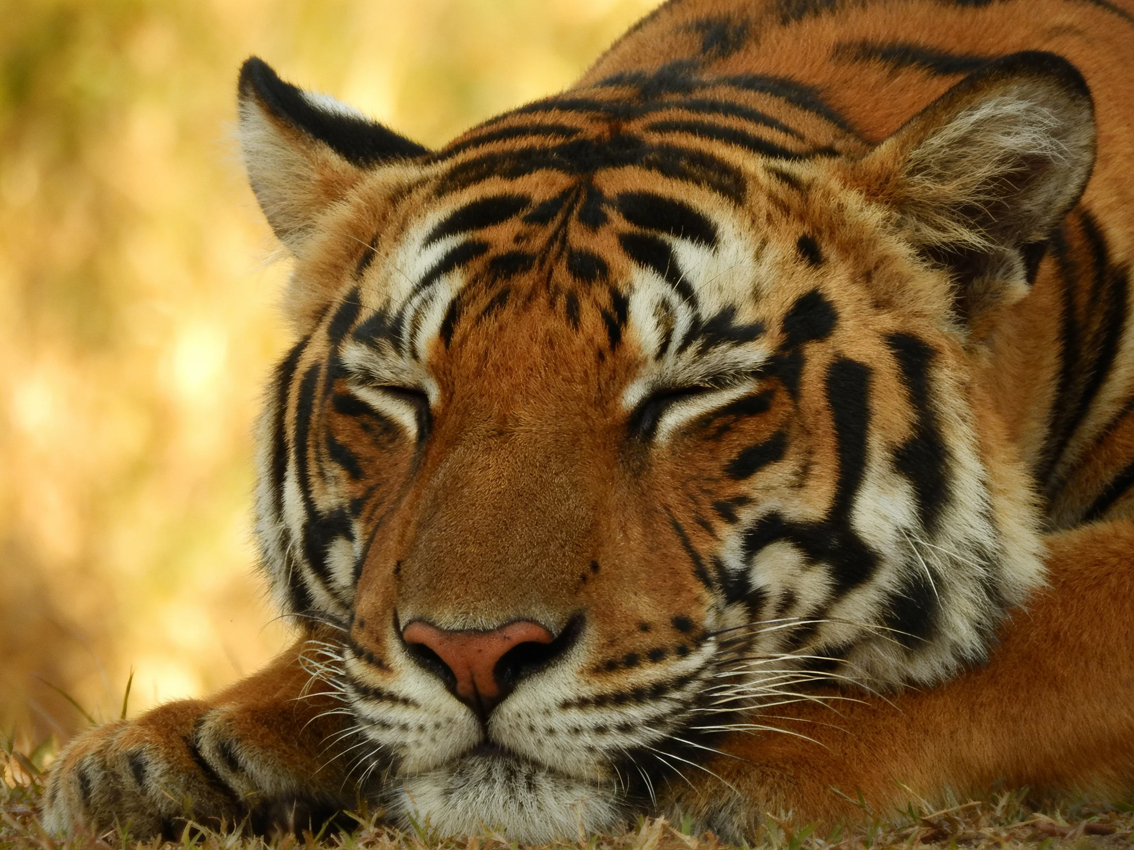 A tiger with closed eyes rests peacefully on golden grass.
