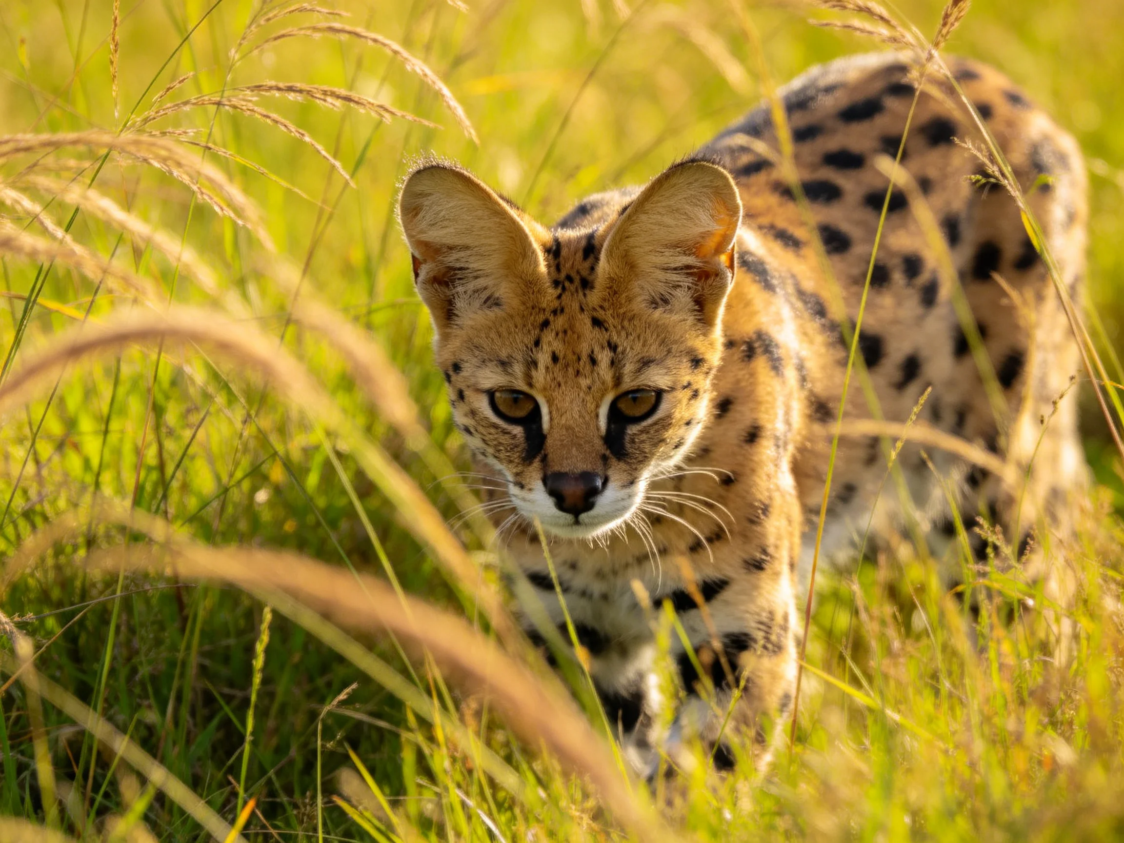 A serval cat roams through tall grasses in a sunlit environment.