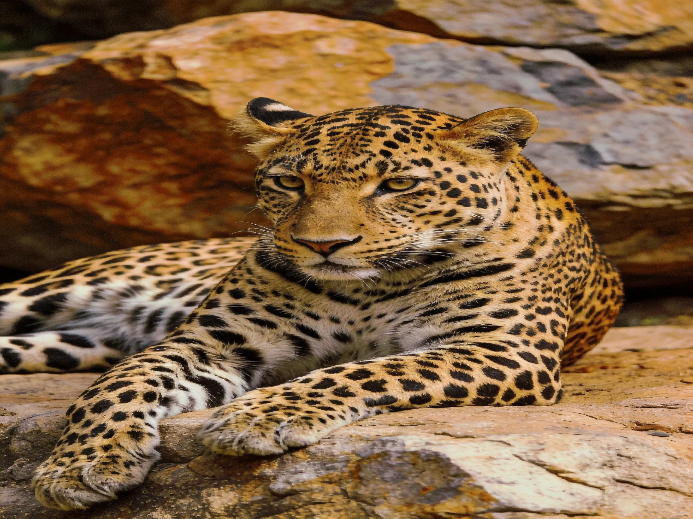 A single leopard with distinctive spotted fur relaxes near large rocks.