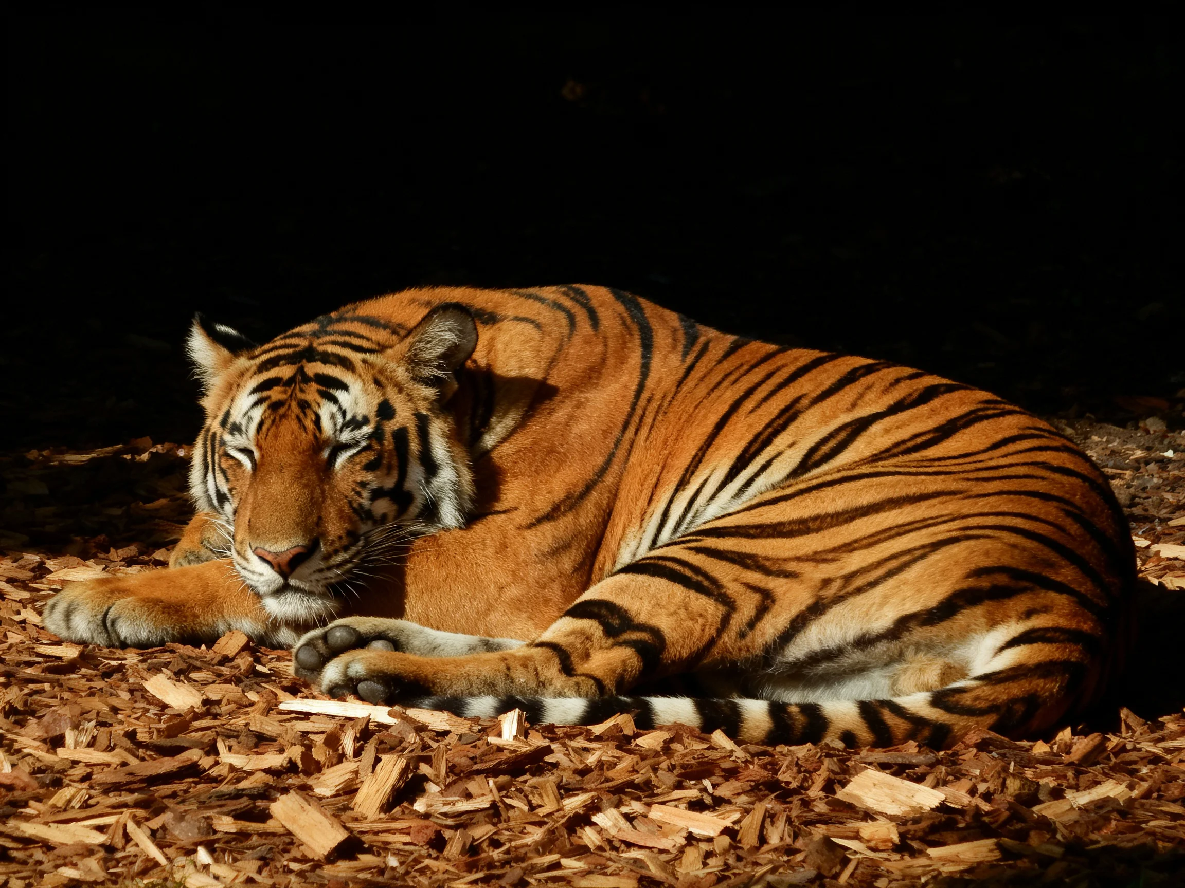 A single tiger with bold stripes rests on wood chips in dim lighting.