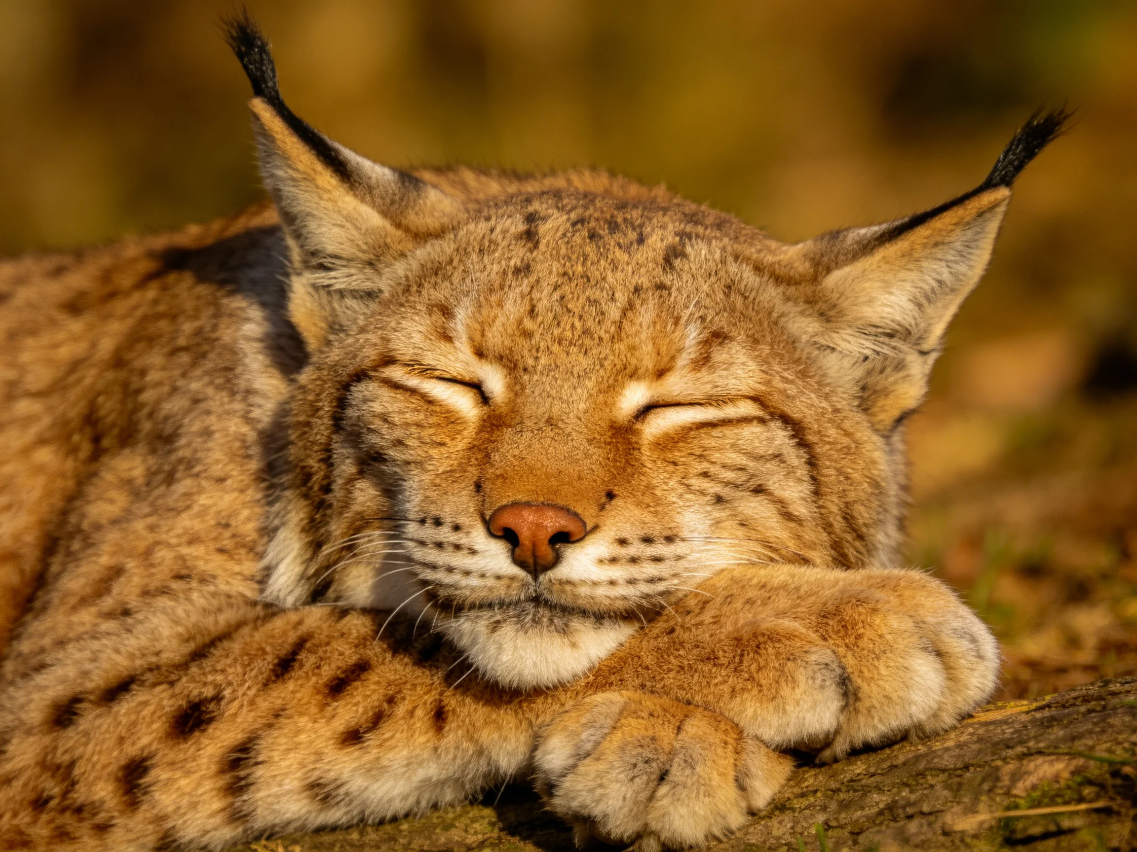 A sleepy Eurasian lynx rests on a moss -covered log in golden sunlight