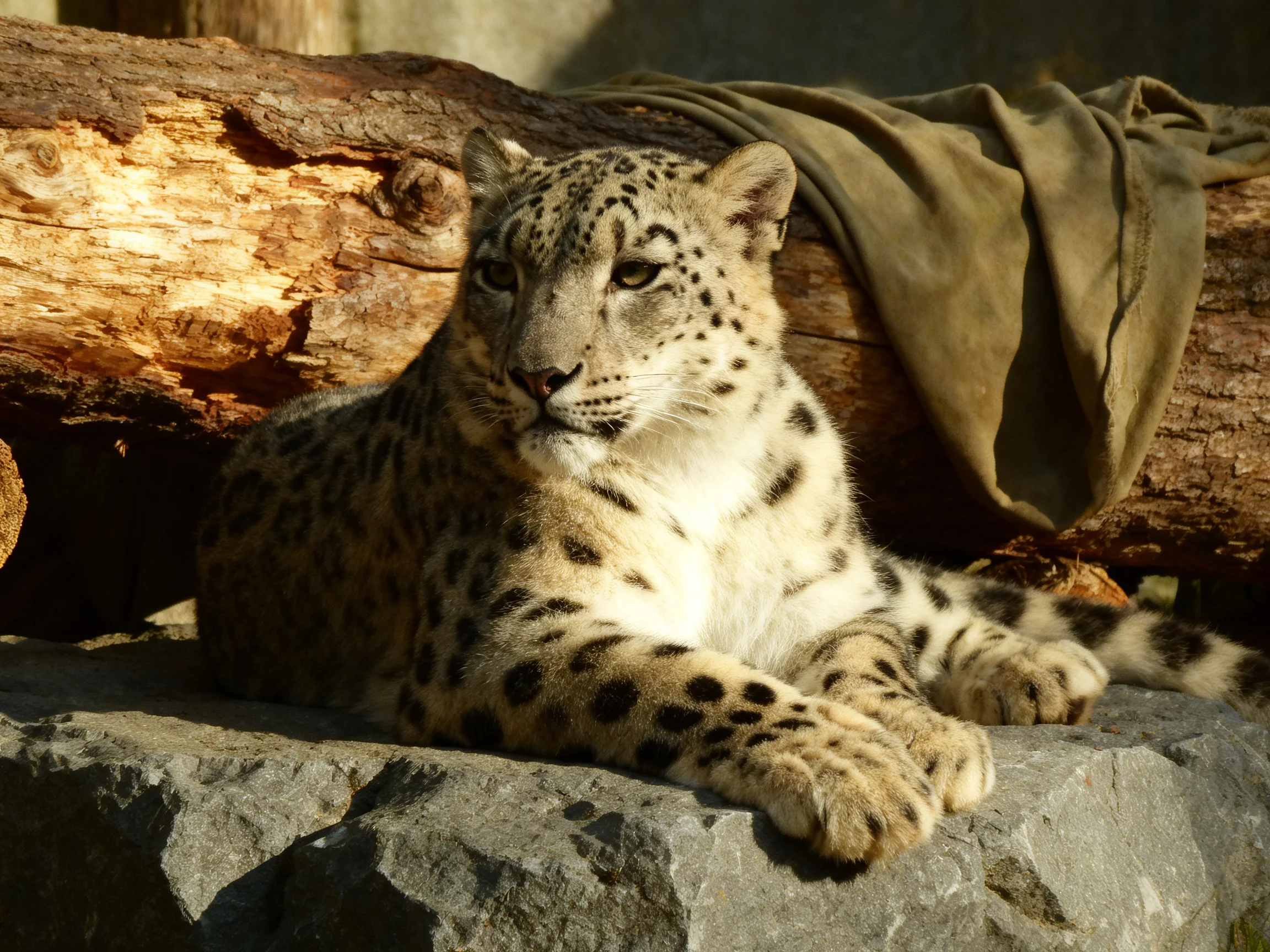 A snow leopard relaxes near a large log and rocky surface.