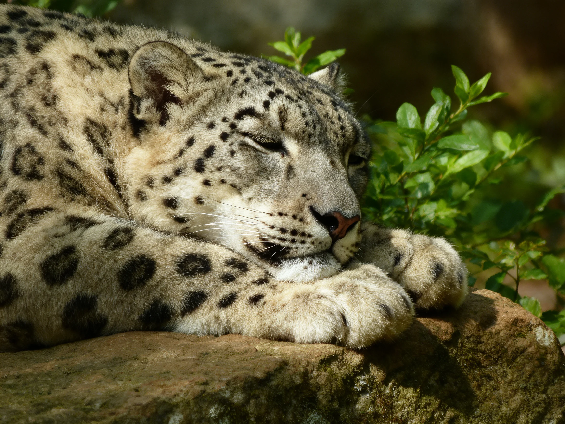 A snow leopard rests on a rock near lush green foliage.