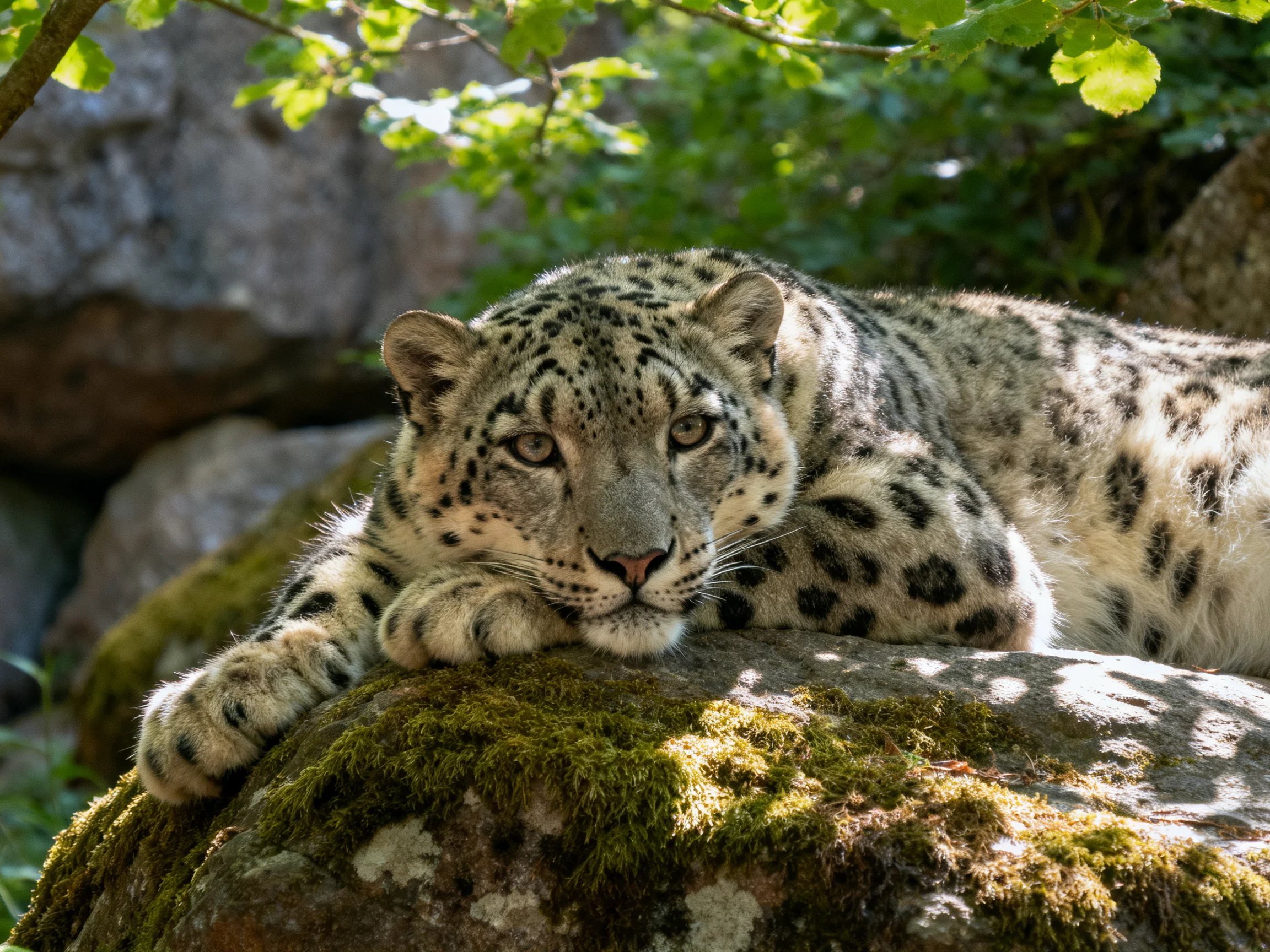 A snow leopard lies on a mossy rock surrounded by greenery.