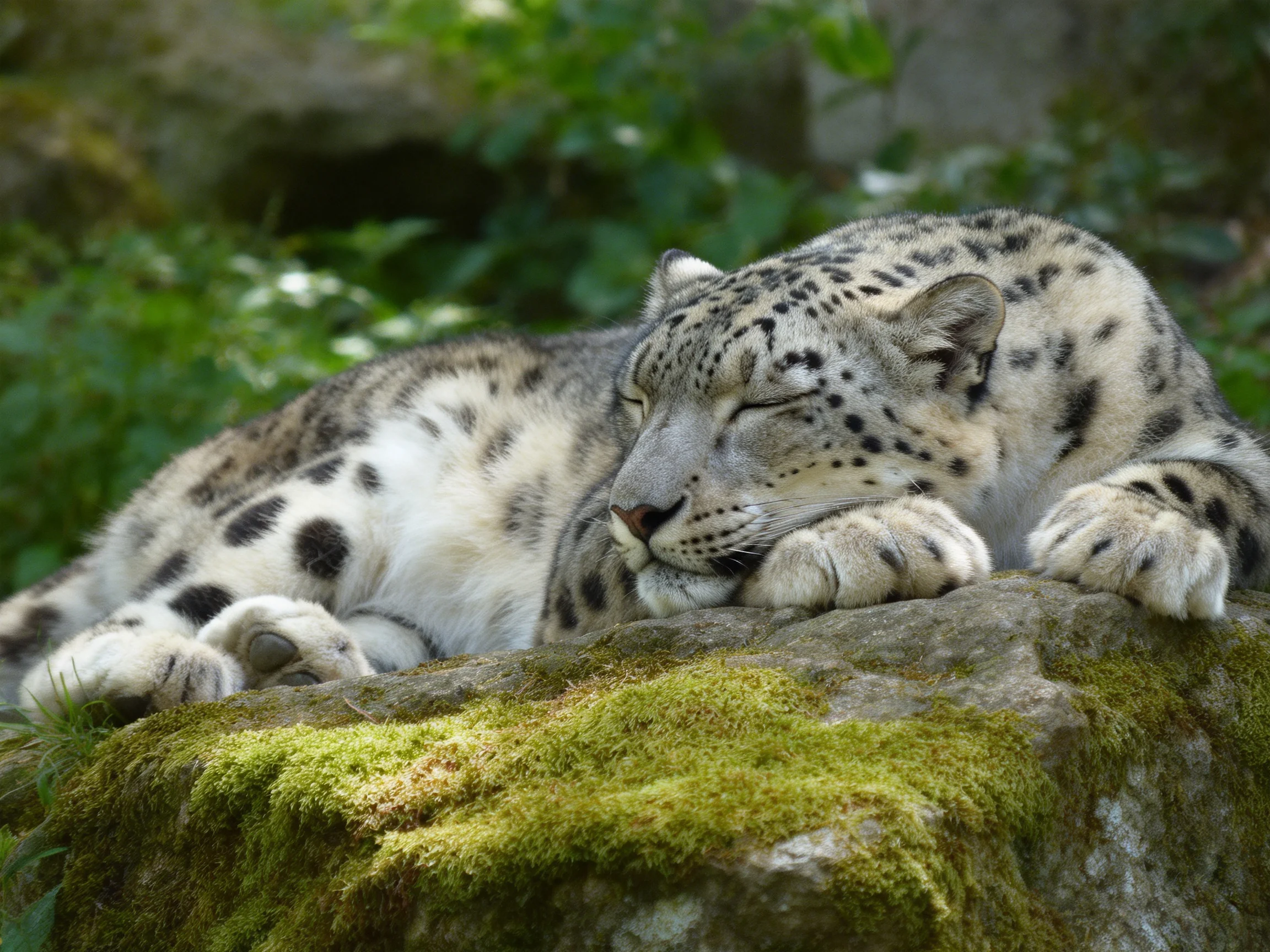 A snow leopard rests on a moss-covered rock amid lush greenery