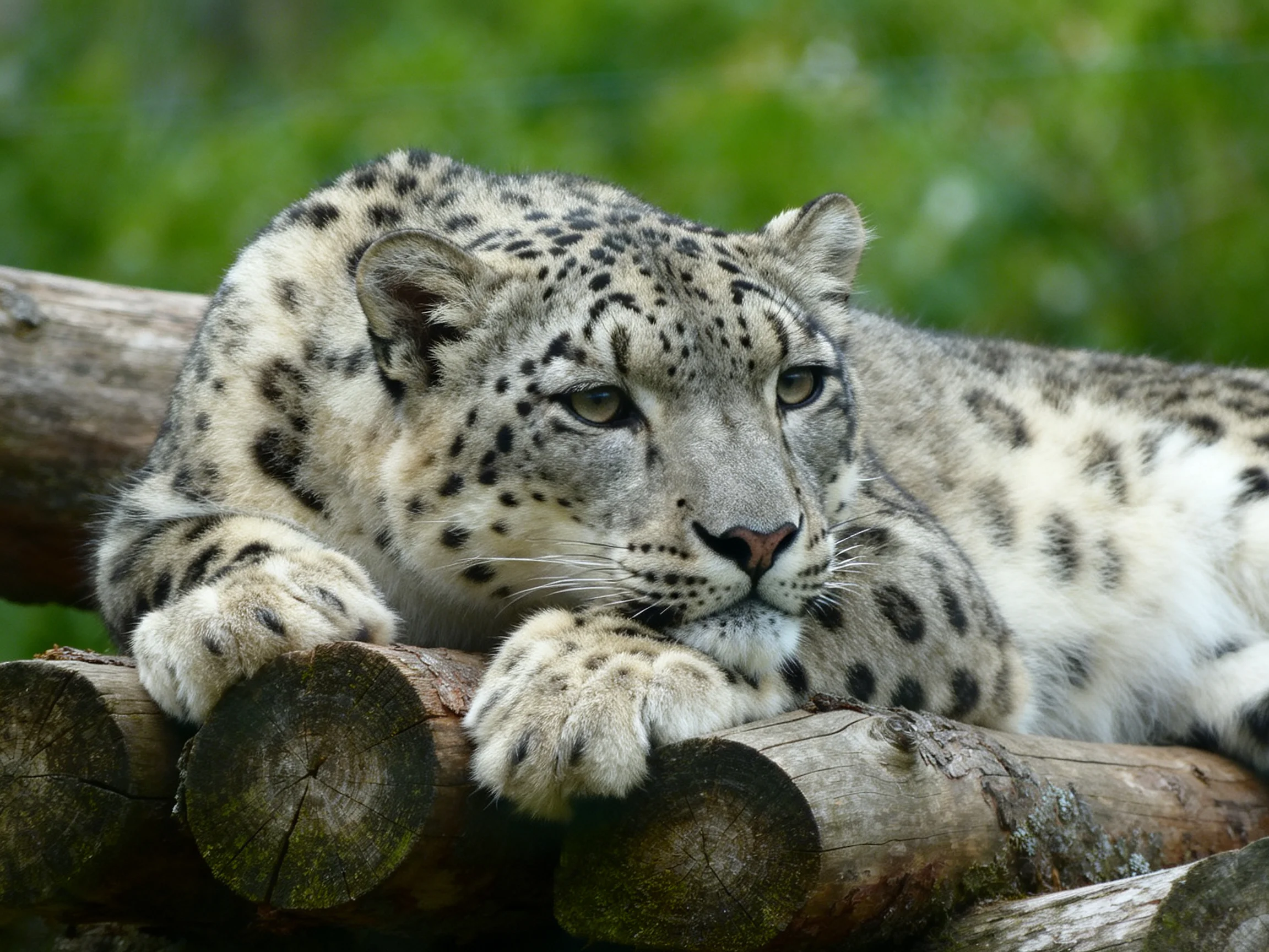 A snow leopard rests on wooden logs in a green outdoor setting.