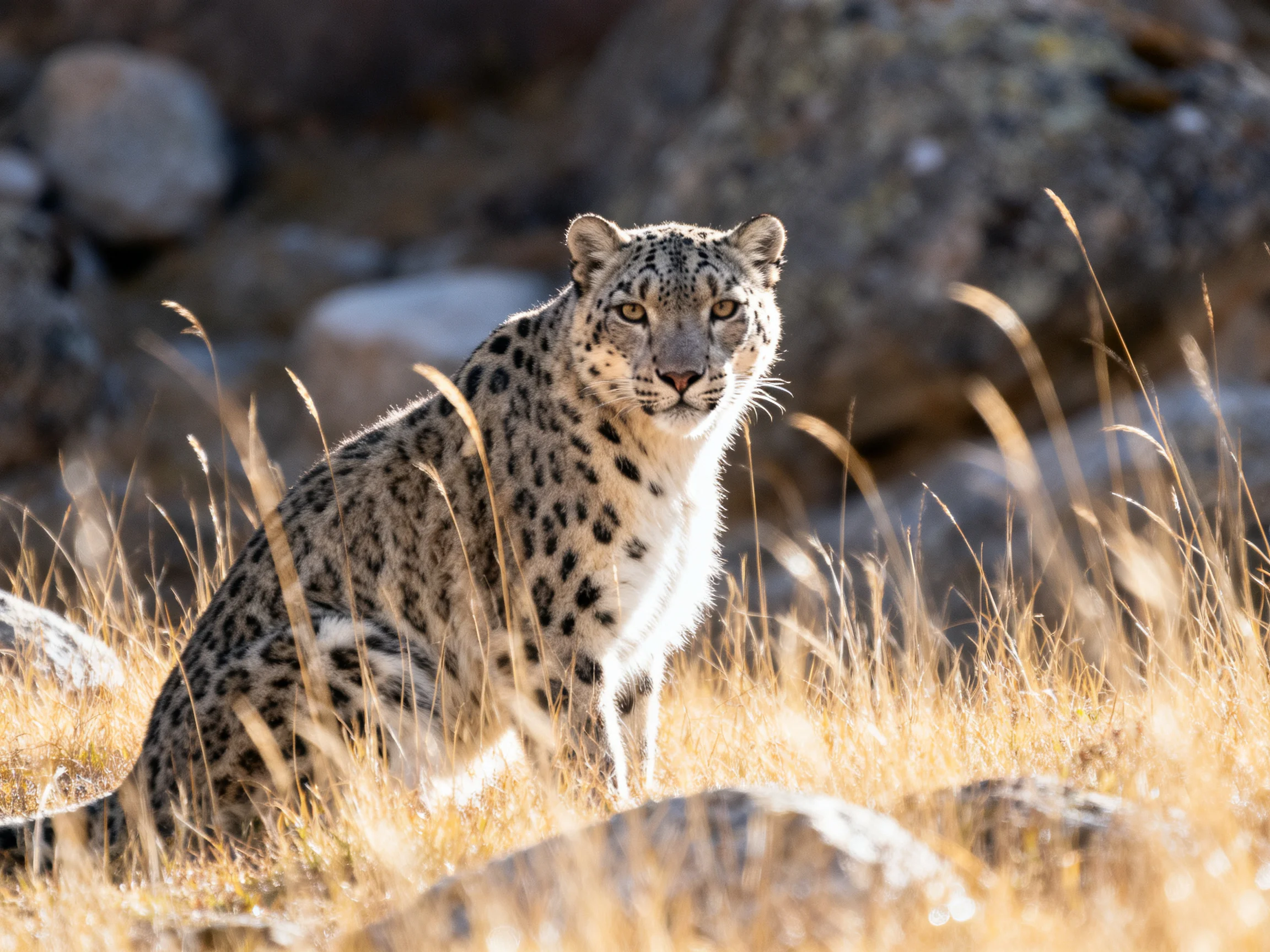 A snow leopard sits amid golden grass and rocky terrain