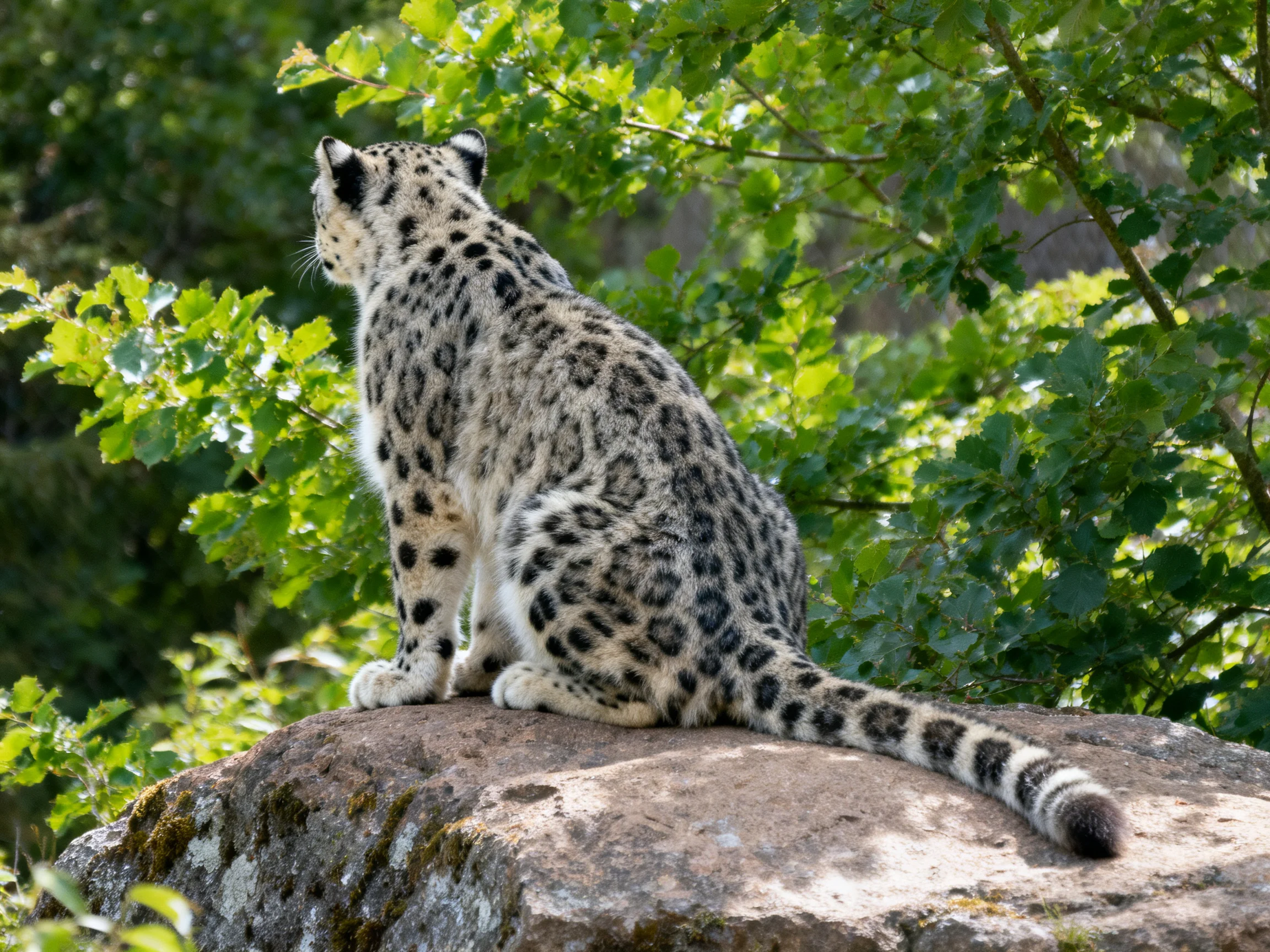 A snow leopard perches on a rock surrounded by dense foliage.