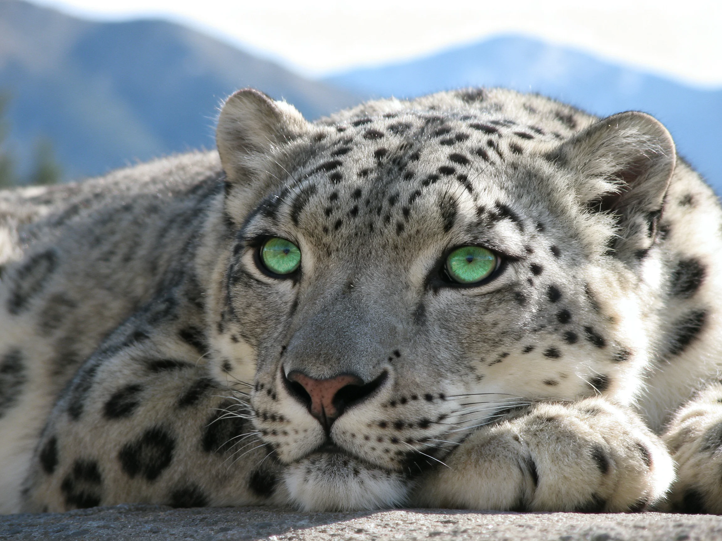 A snow leopard with vivid green eyes rests calmly among mountainous scenery.