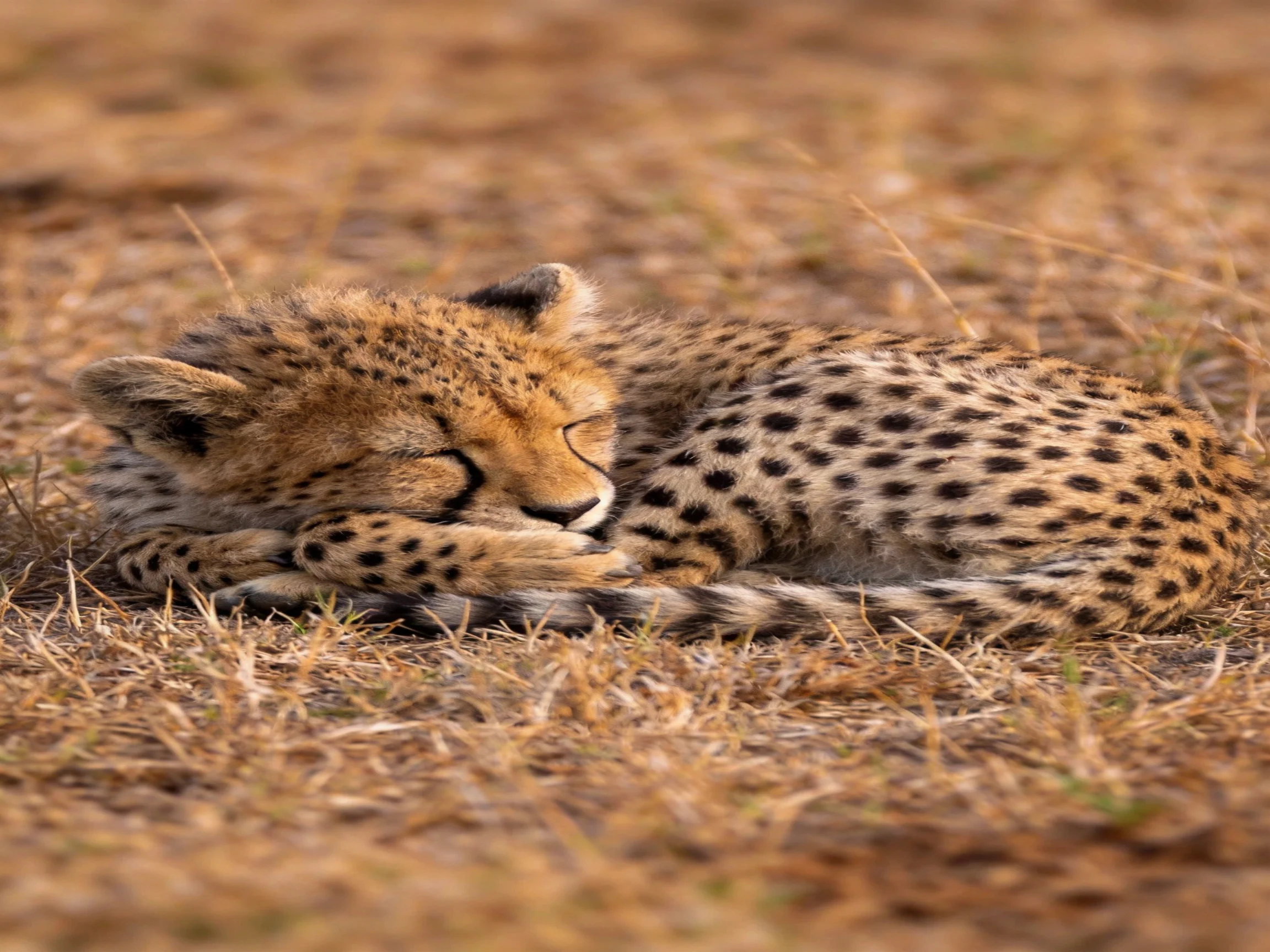 A spotted cheetah cub sleeps in golden savannah grass