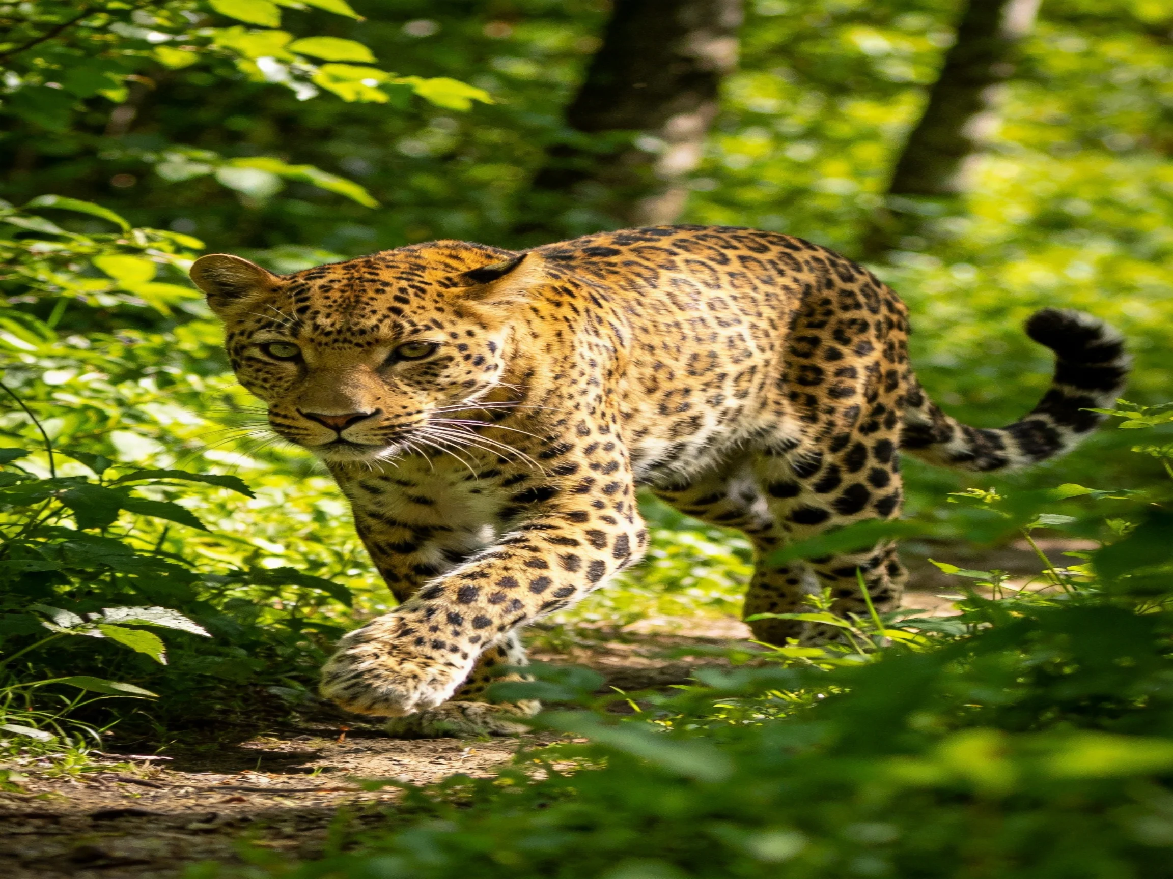 A leopard walks stealthily among lush green vegetation in a sunlit setting.