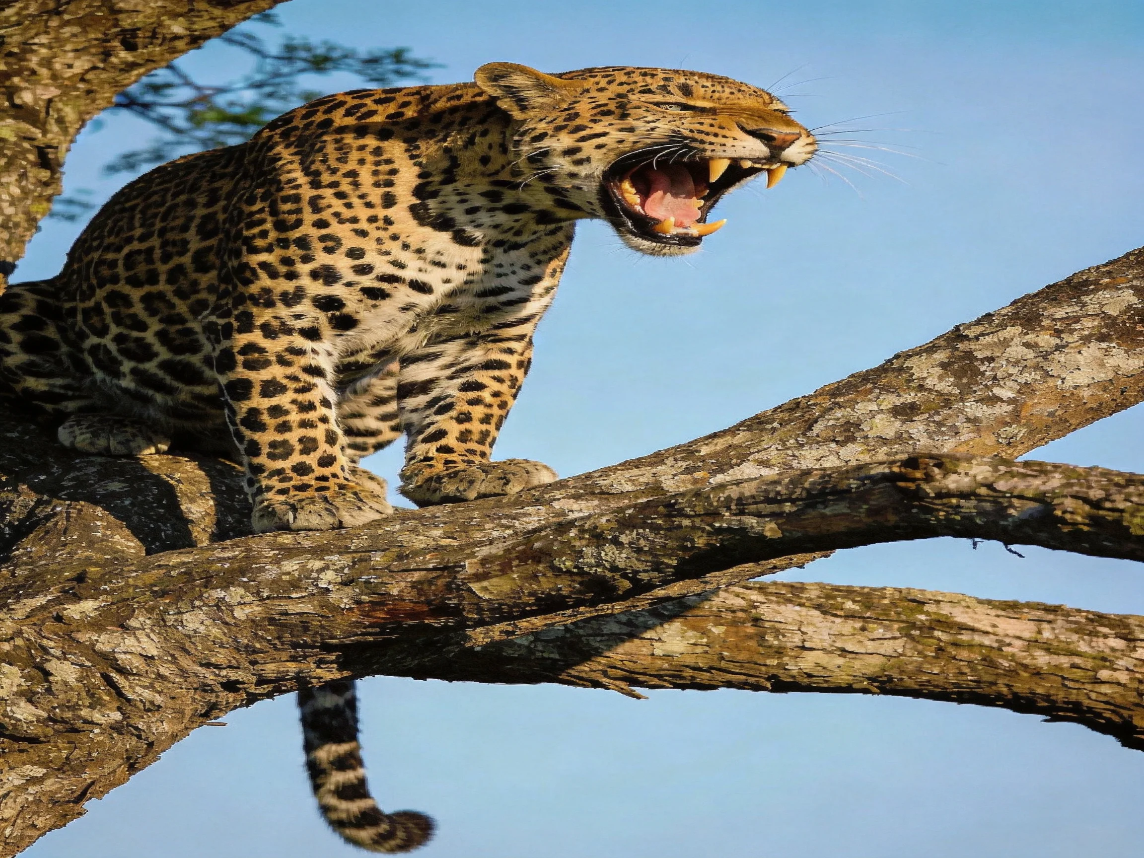 A spotted leopard roars from a gnarled tree branch under bright daylight