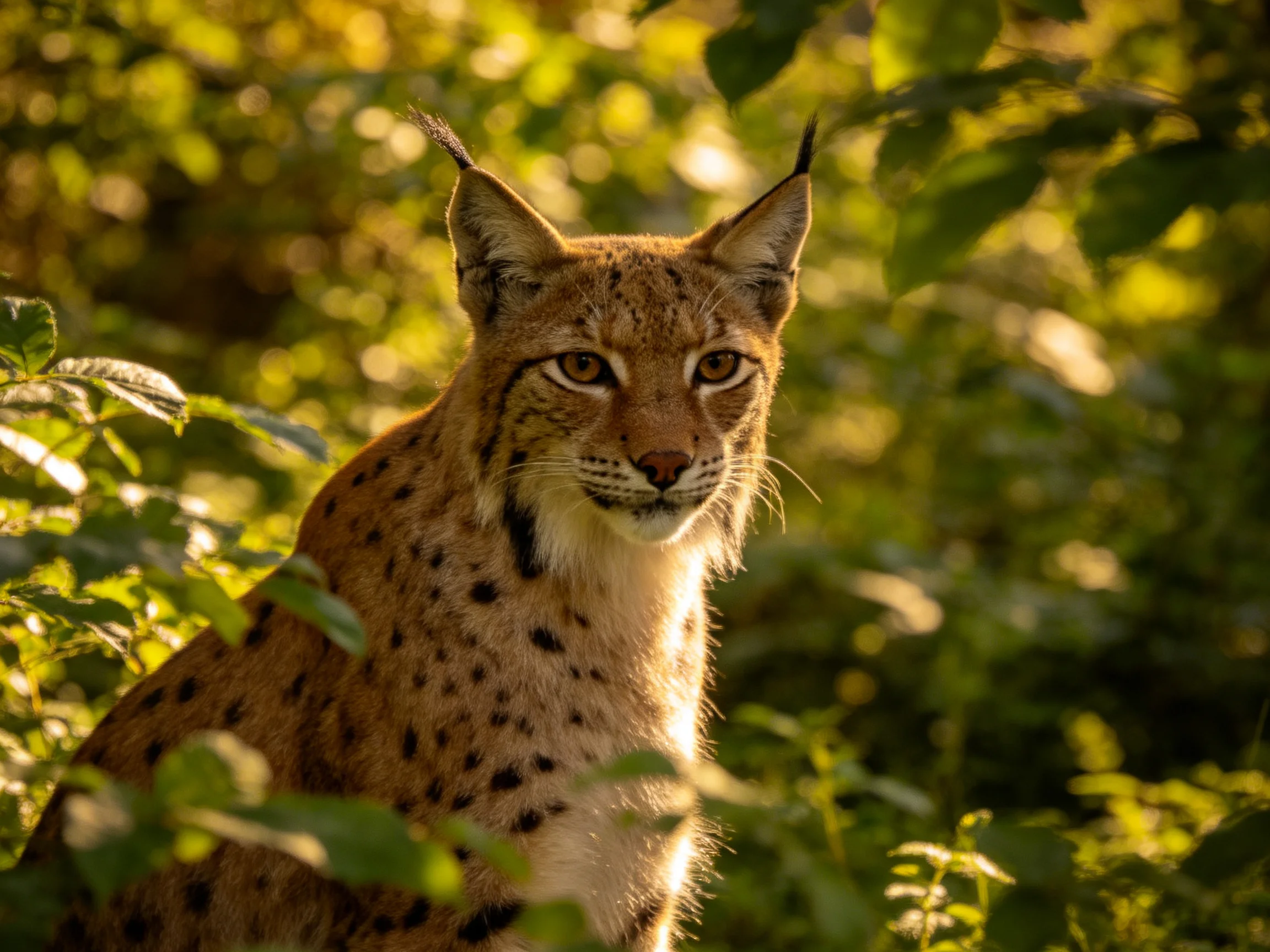 A lynx with brown-spotted fur sits among lush greenery in a sunlit woodland.