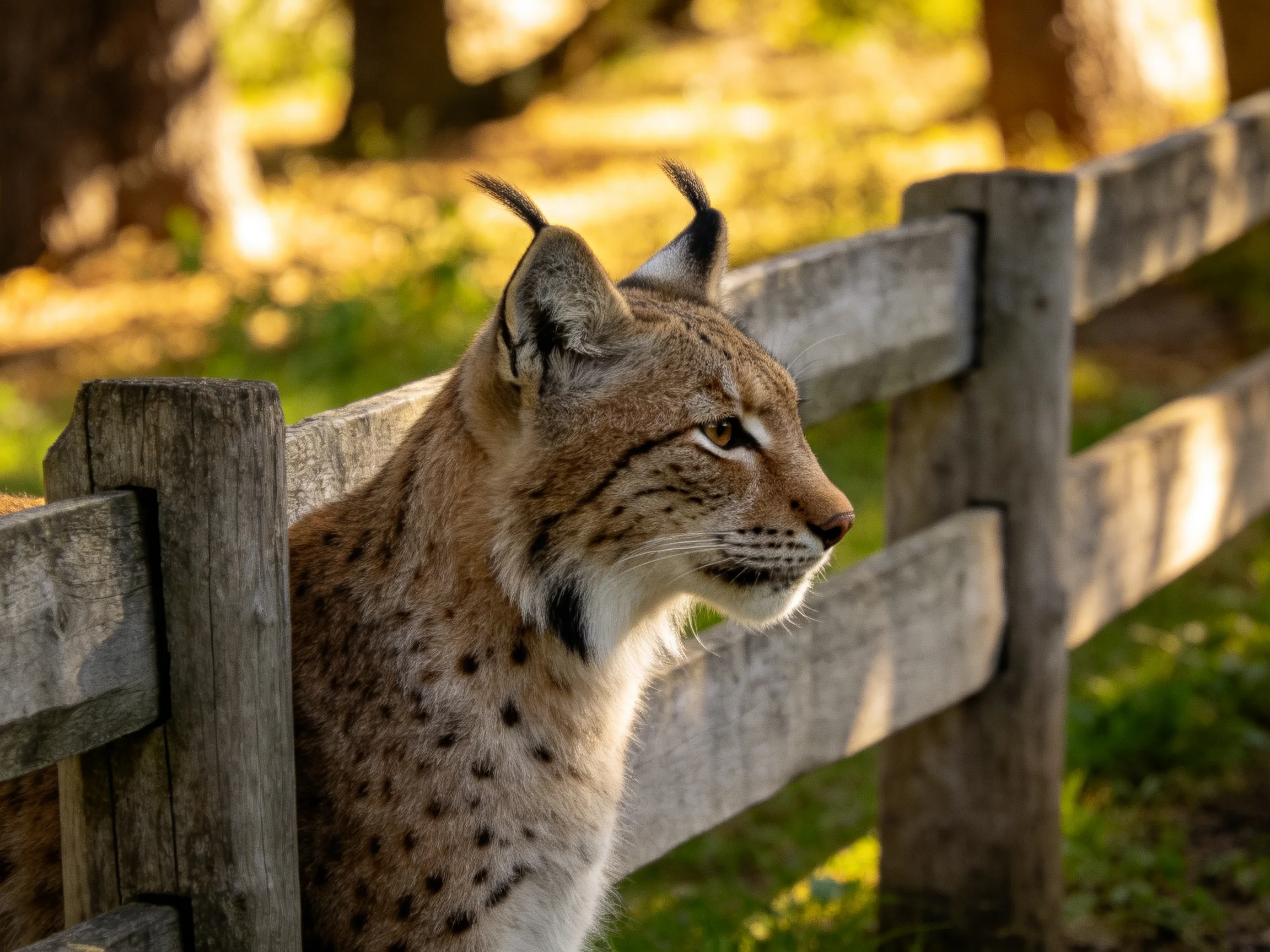 A spotted lynx stands beside an aged wooden fence in a sunlit area.