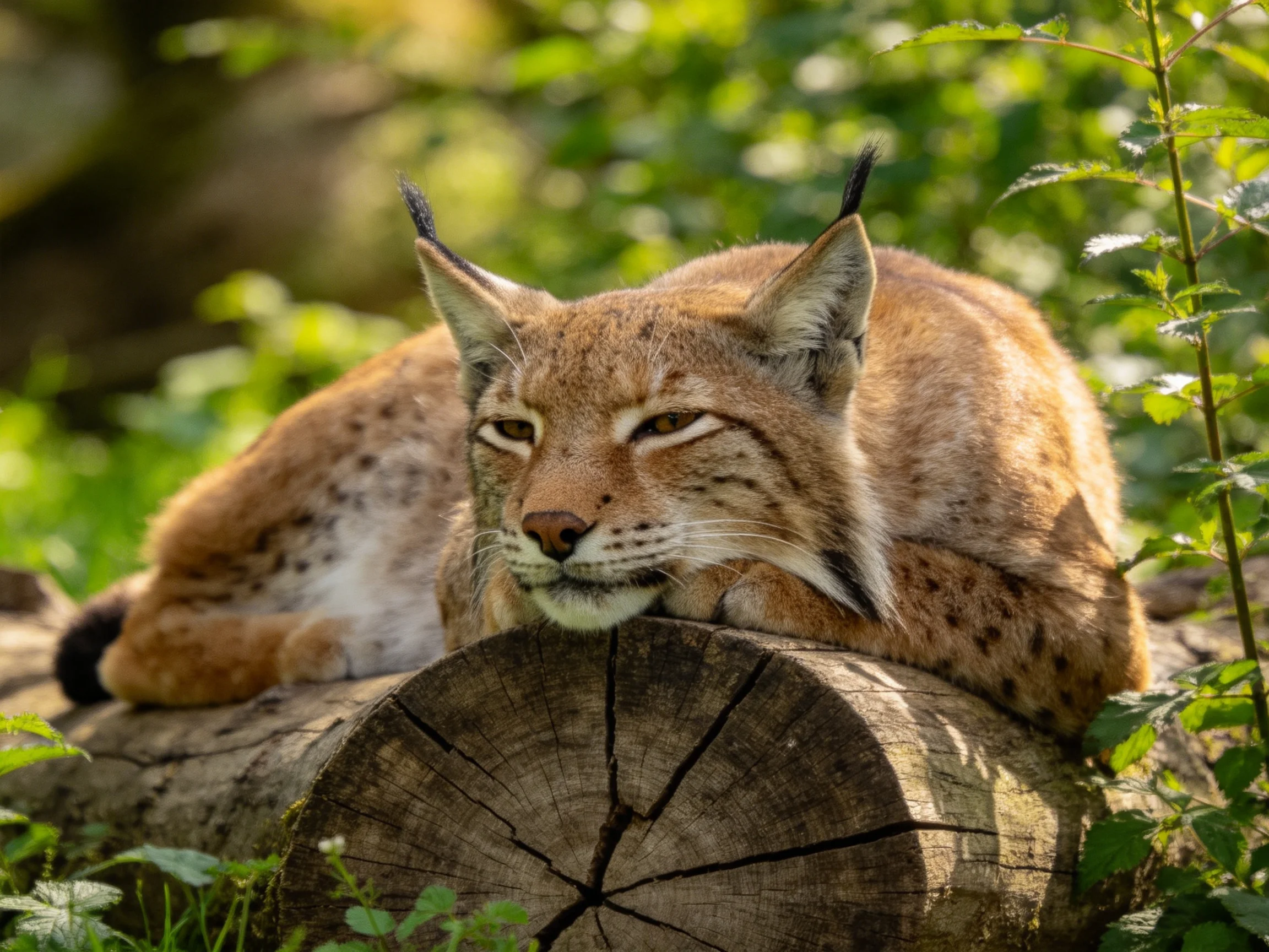 A lynx with spotted fur rests on a log surrounded by greenery.