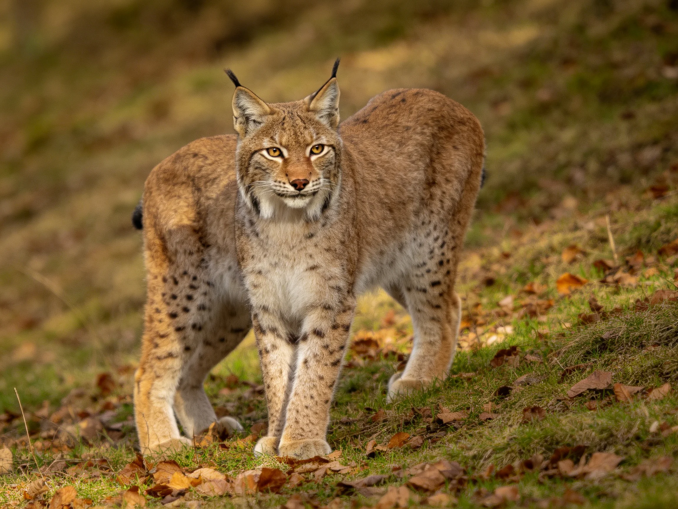 A spotted lynx walks on a leaf-covered grassy hillside