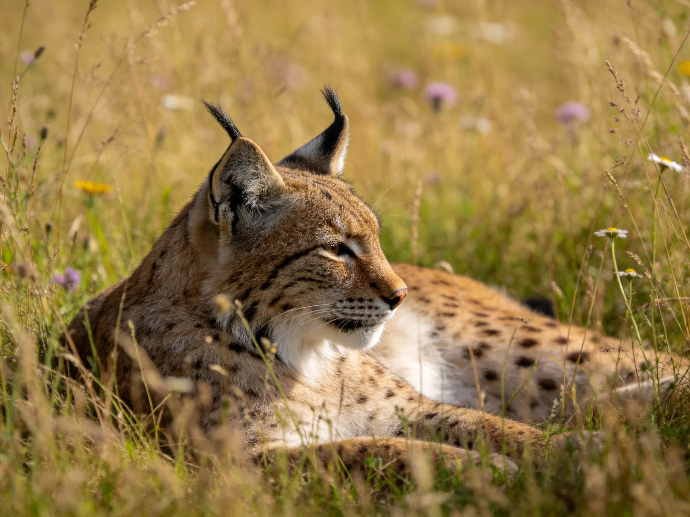 A spotted wildcat lies calmly among tall grass and wildflowers in natural light.