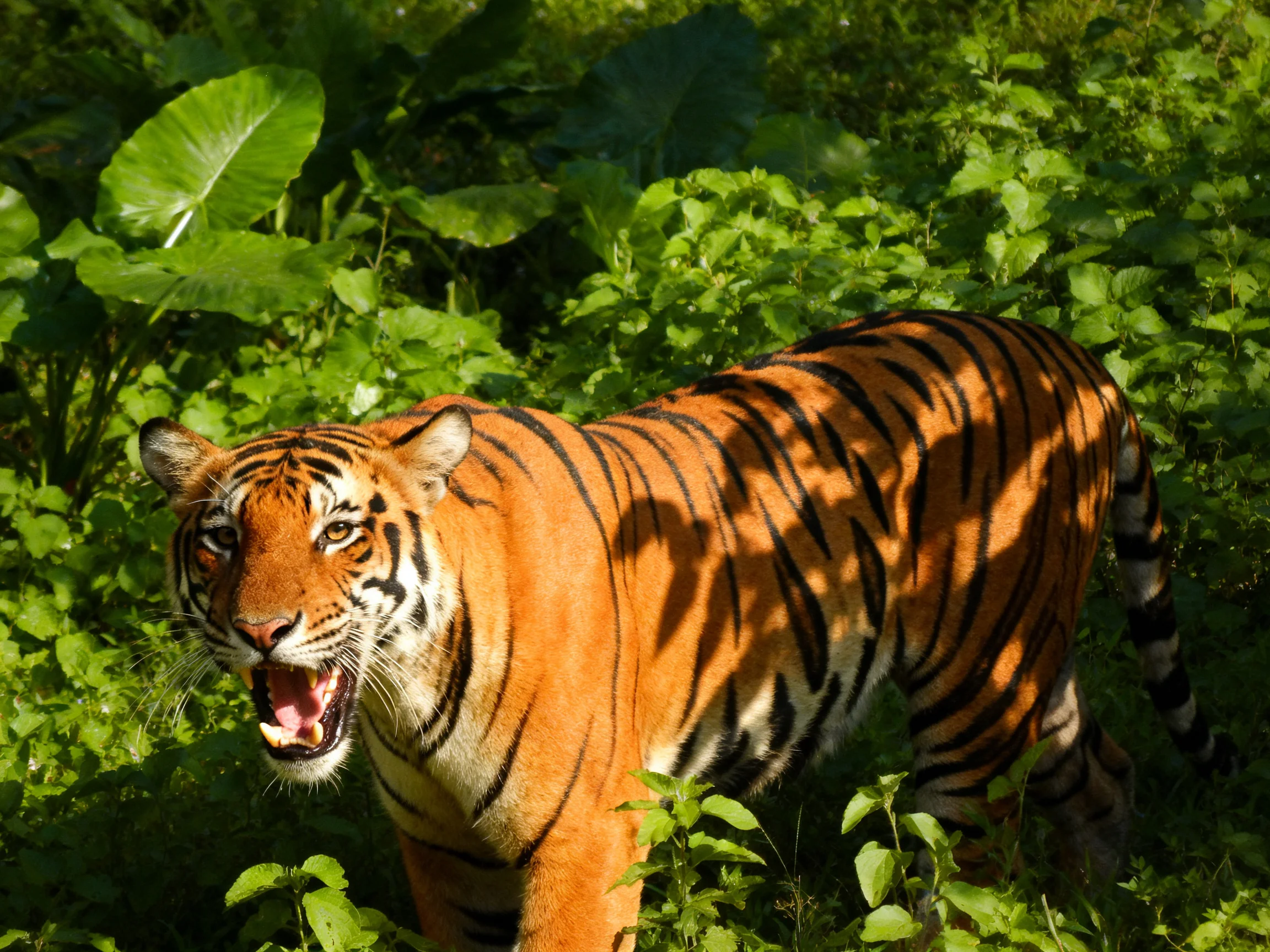 An orange tiger is among lush greenery in a sunlit area.