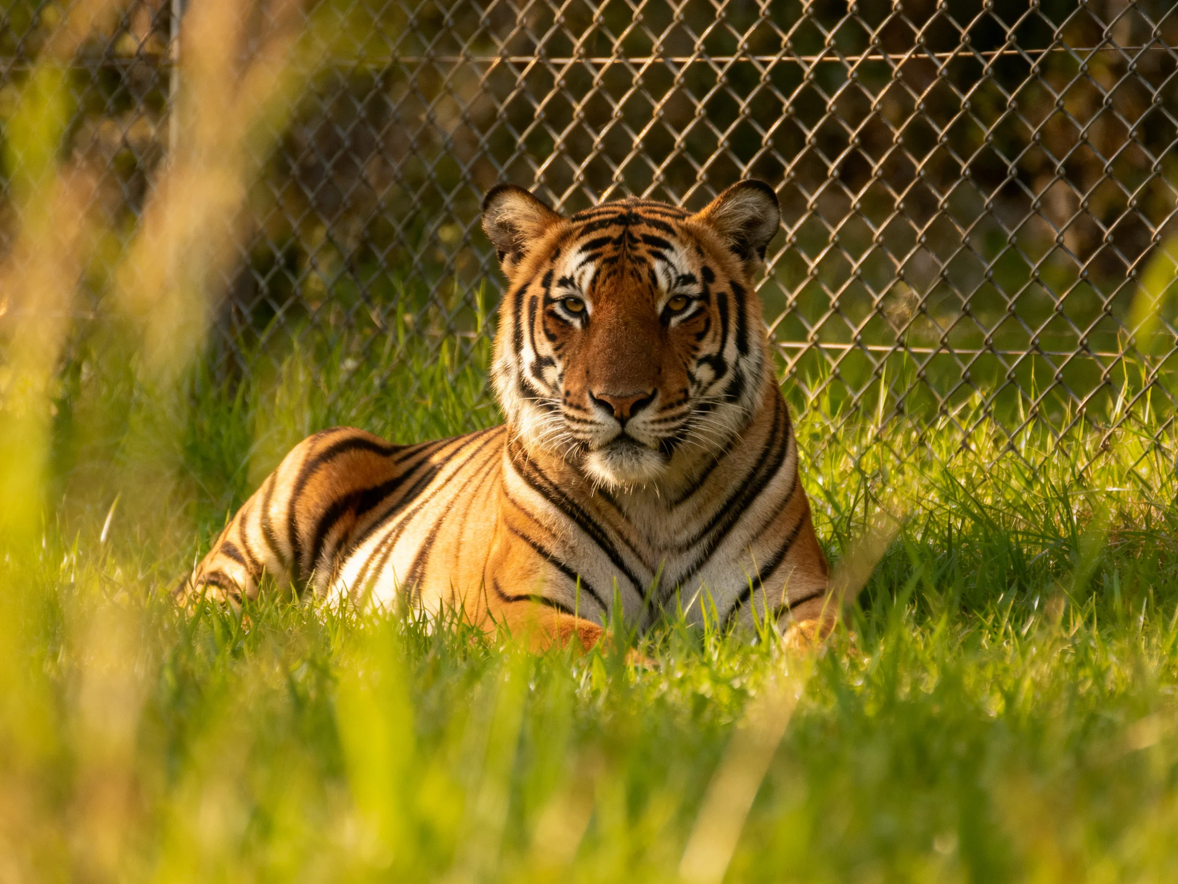 An orange tiger rests in tall grass next to a chain-link fence.