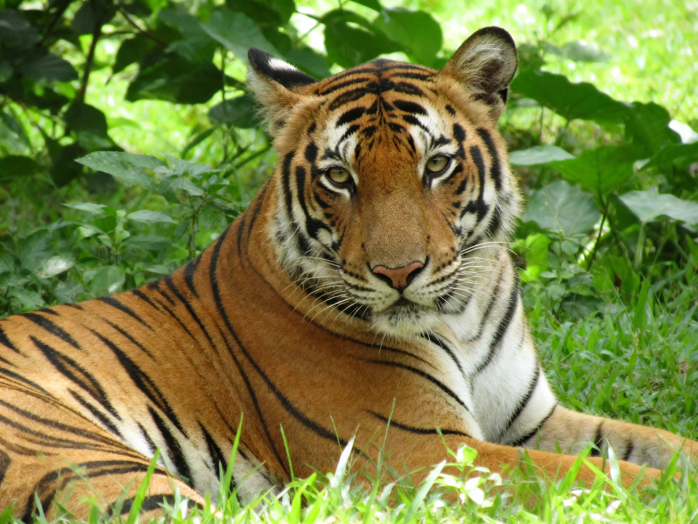 A striking orange tiger relaxes in a lush, green outdoor setting.