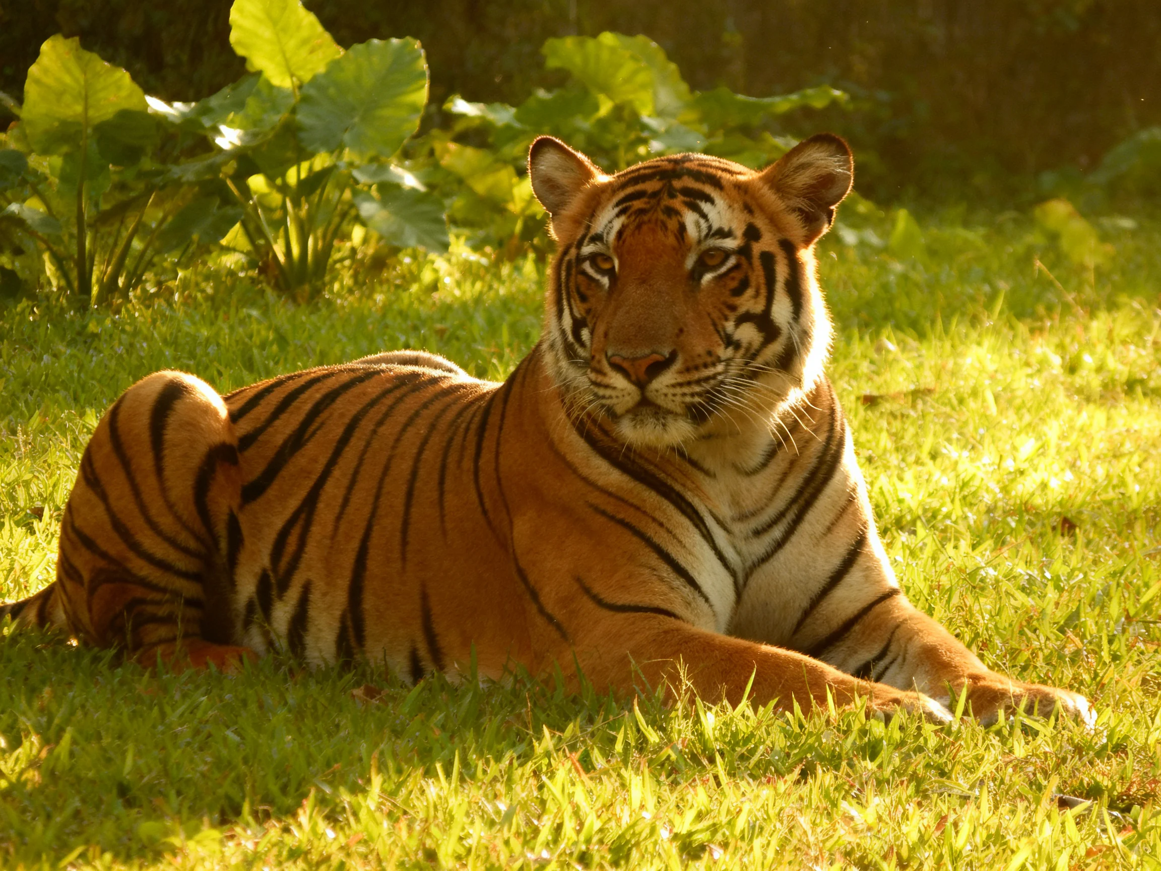 A striking orange tiger rests on green grass in a sunlit, leafy environment.