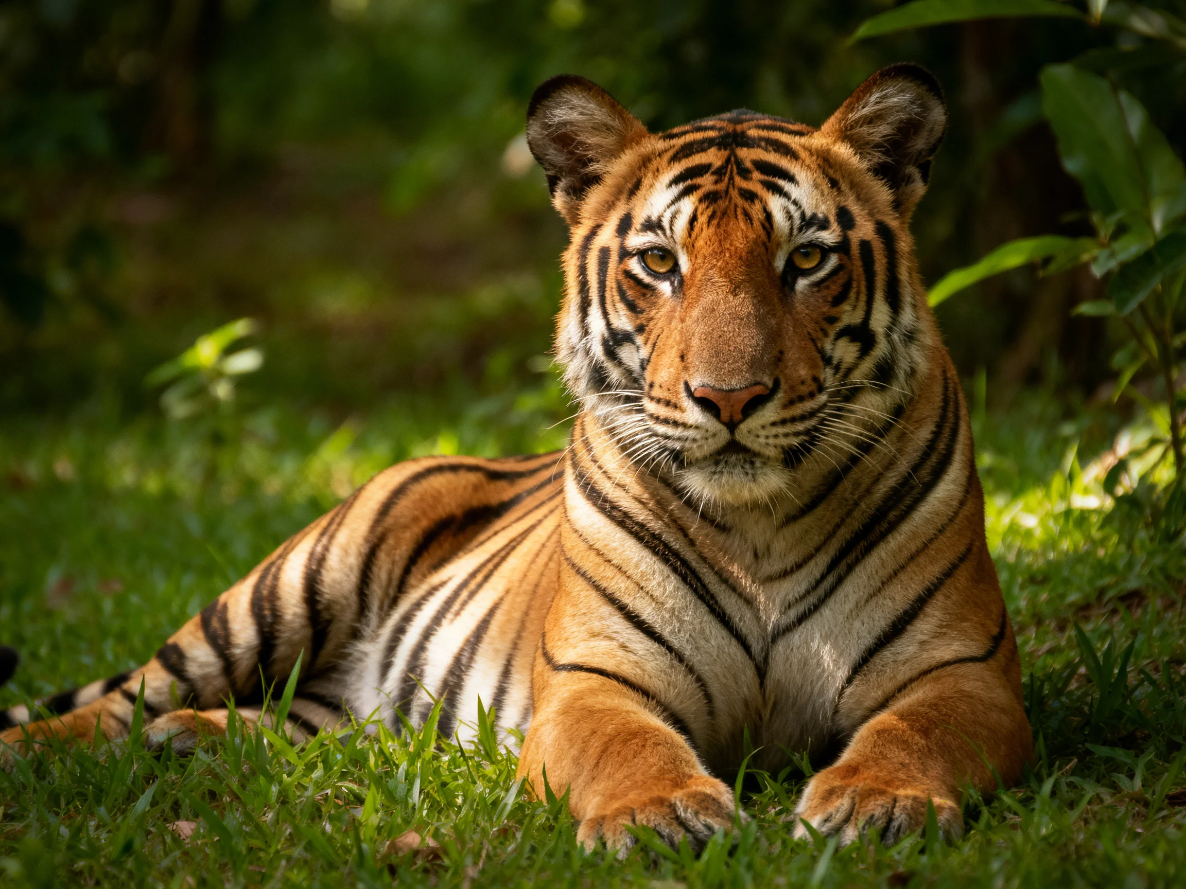 An orange tiger rests on green grass in a forest