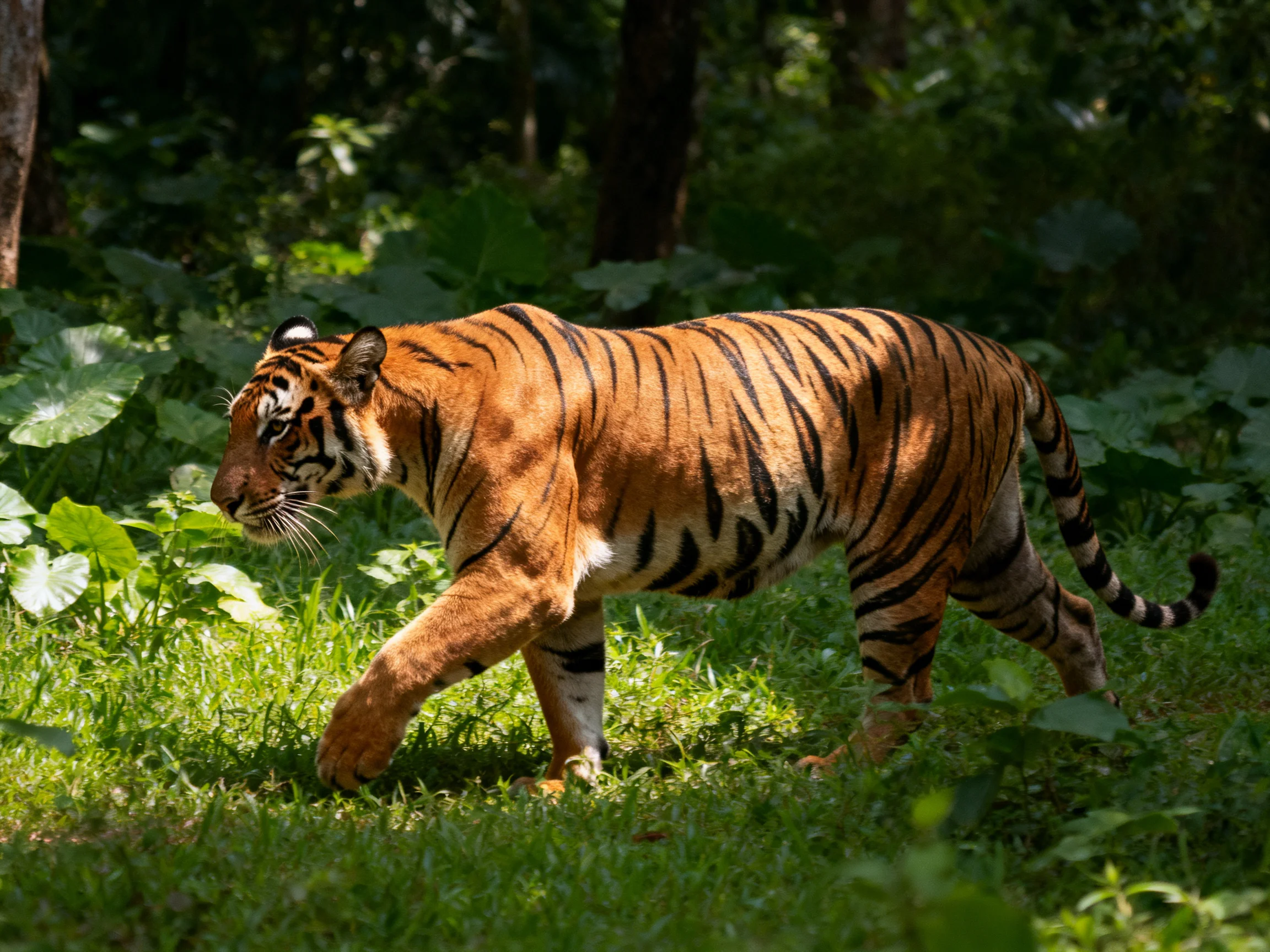 An orange tiger moves through lush greenery in a forest setting.