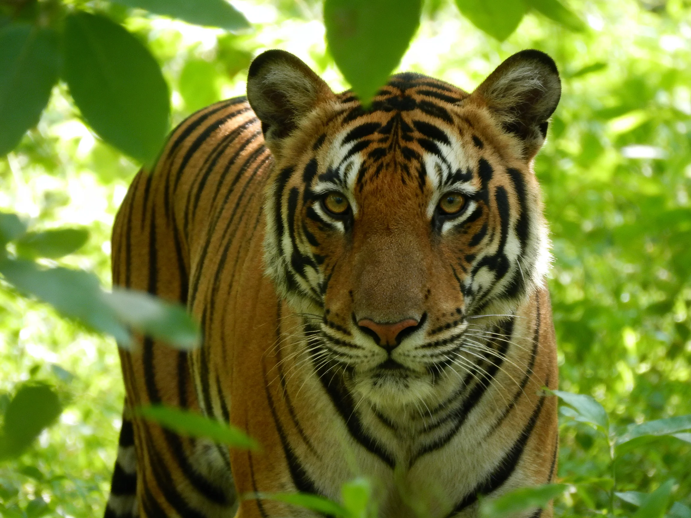 A striking orange tiger with bold black stripes in lush greenery