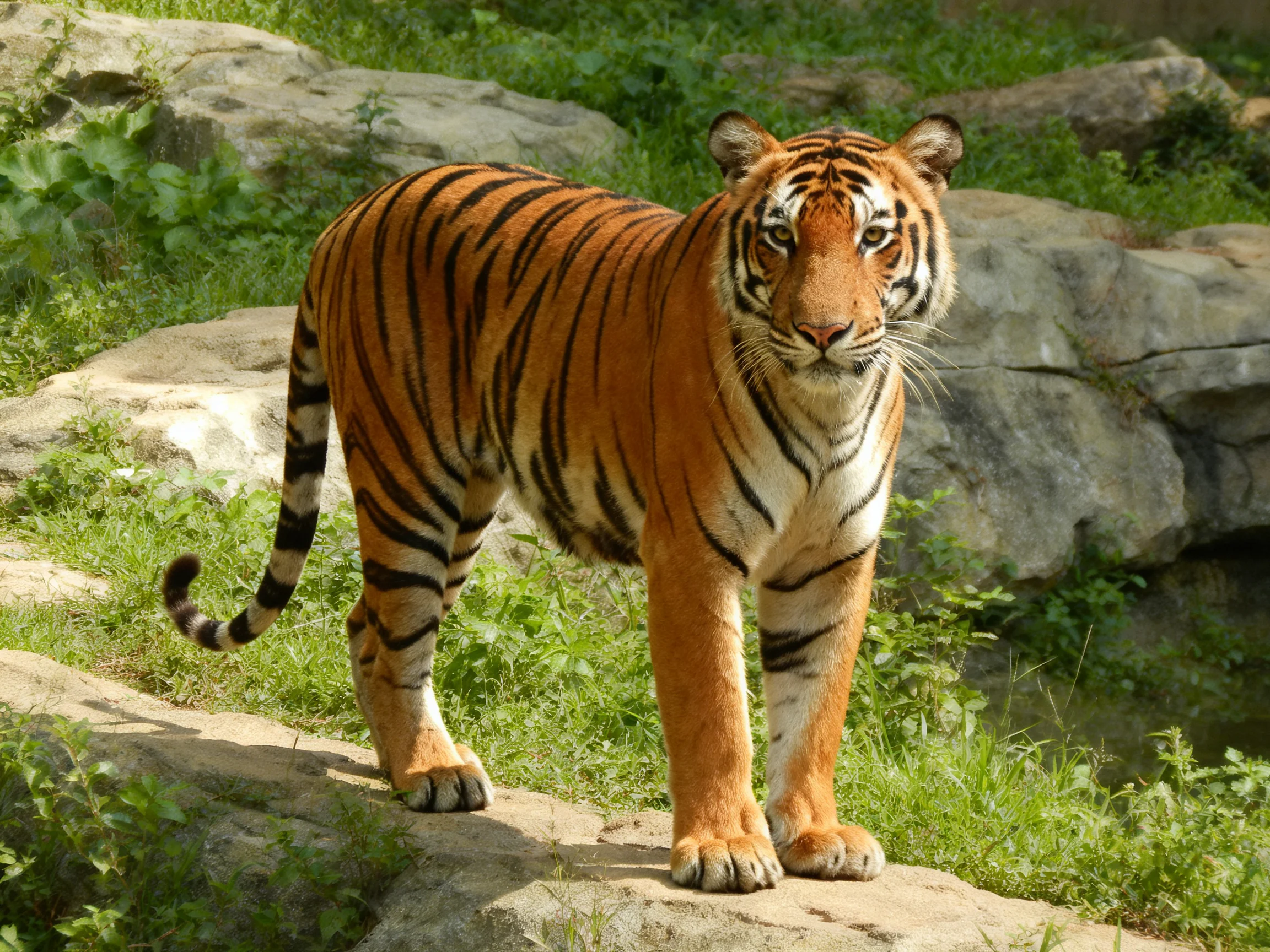 A striking orange tiger with bold black stripes on rocky terrain near greenery