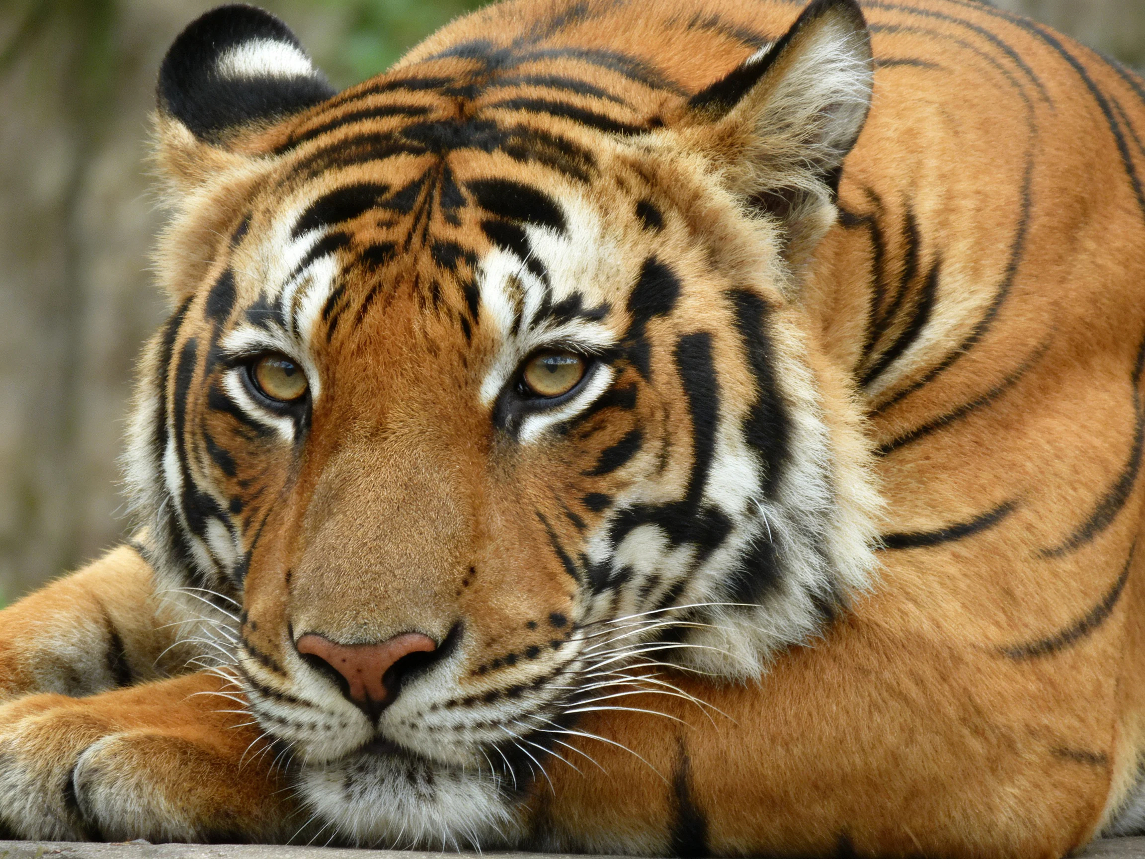 A striking orange tiger with bold black stripes