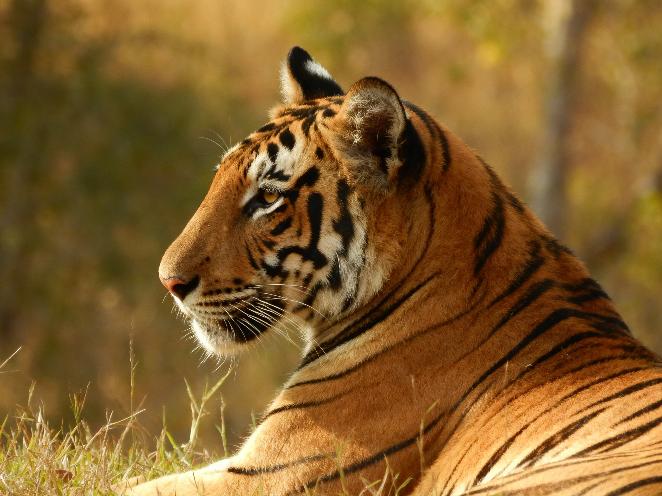 A striking tiger rests in golden grassland
